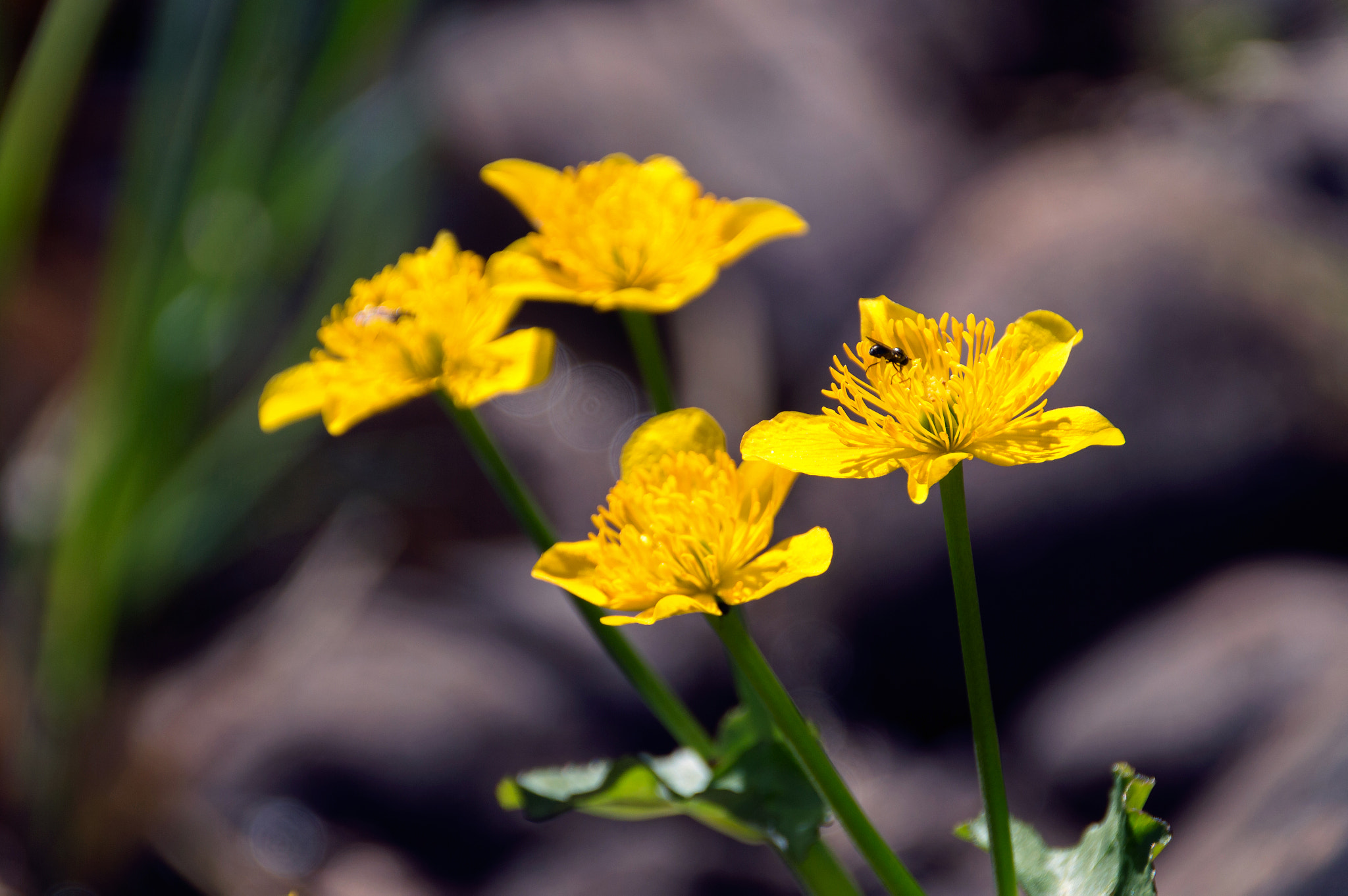 Sigma 18-200mm F3.5-6.3 II DC OS HSM sample photo. Yellow photography