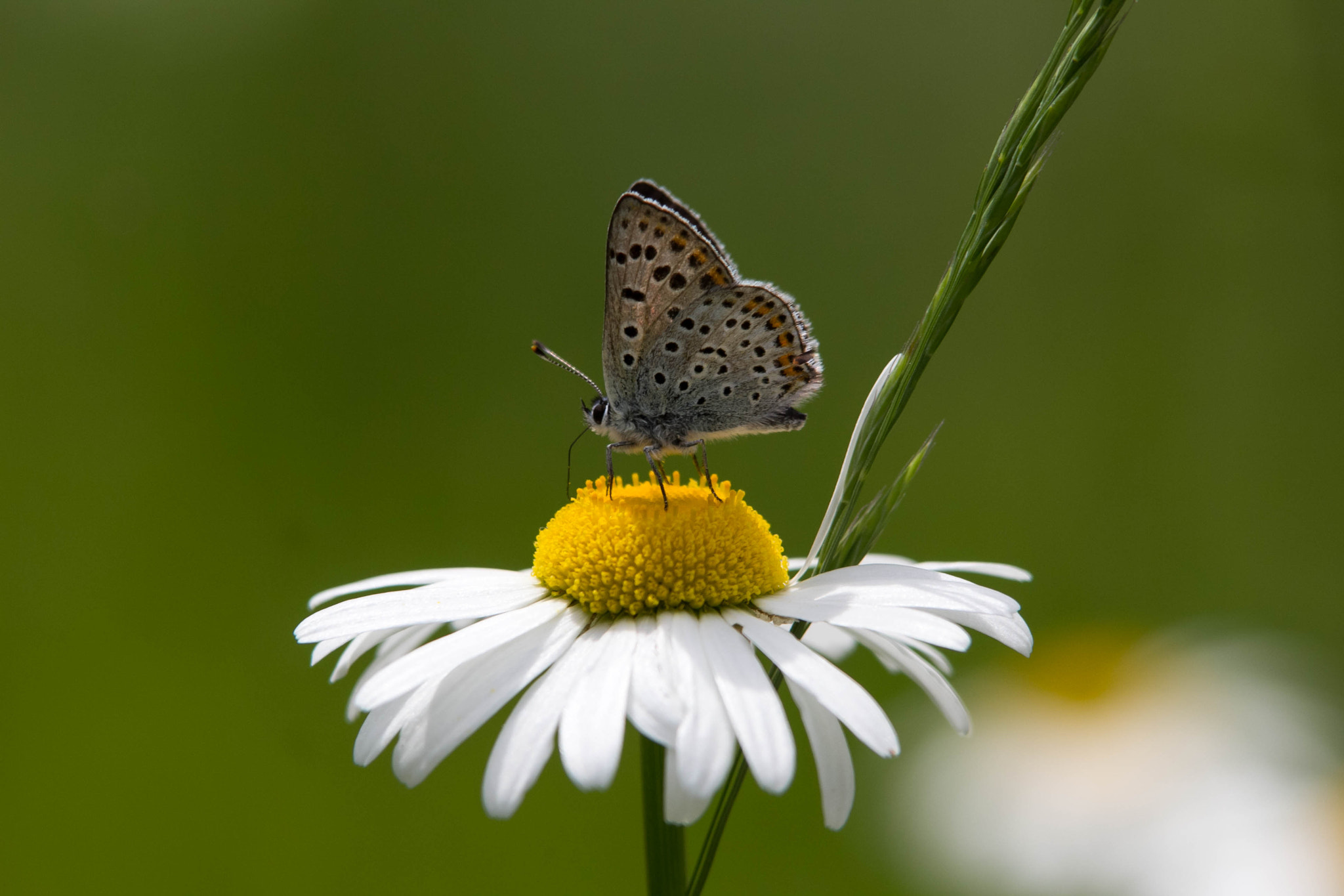 Tamron SP AF 70-200mm F2.8 Di LD (IF) MACRO sample photo. Butterfly & daisy photography