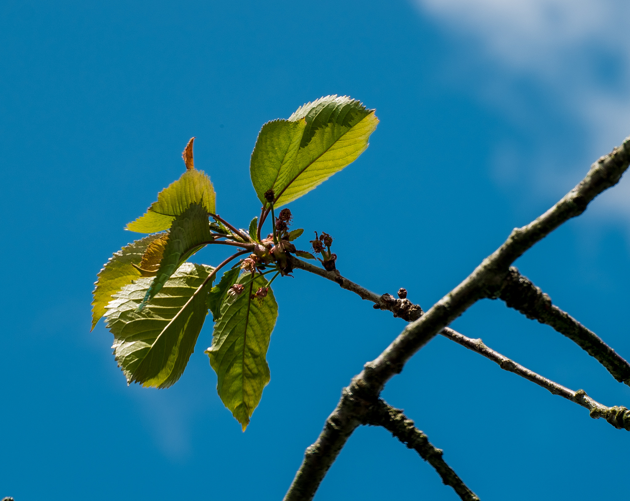Fujifilm X-E1 + Fujifilm XC 50-230mm F4.5-6.7 OIS sample photo. Dscf4154-2.jpg photography