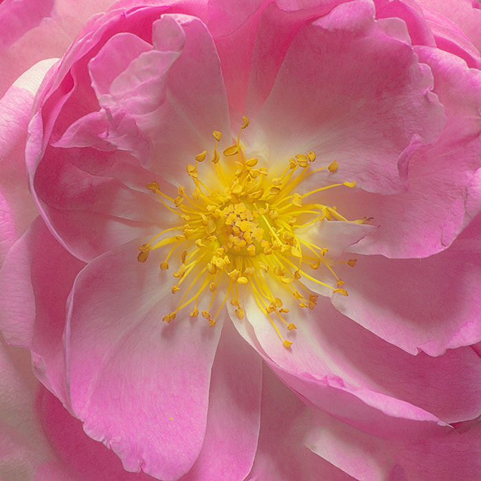 Sony SLT-A77 + Minolta AF 100mm F2.8 Macro [New] sample photo. My innermost photography
