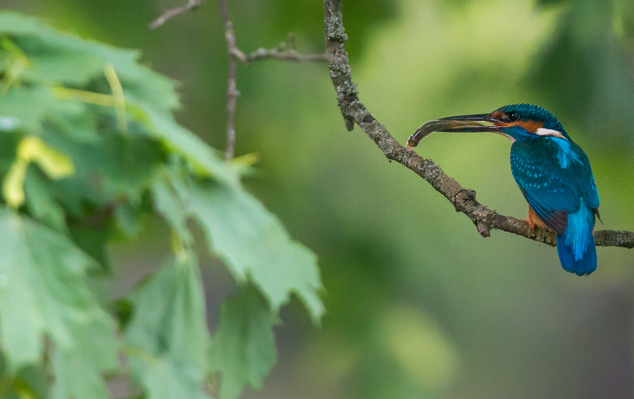 Nikon AF-S Nikkor 400mm F2.8G ED VR II sample photo. Lucky kingfisher photography