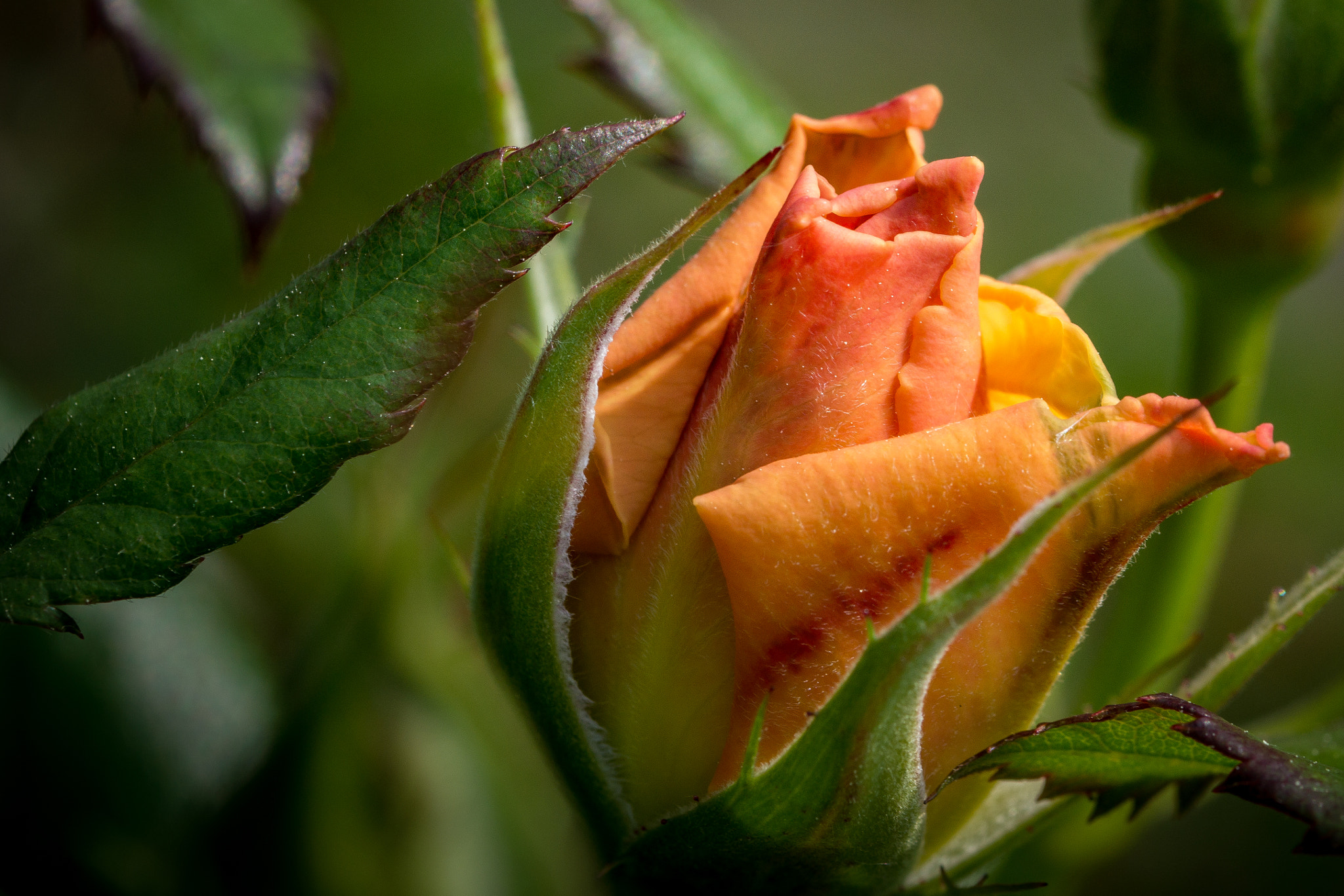 Sony SLT-A65 (SLT-A65V) + 90mm F2.8 Macro SSM sample photo. Early rose photography