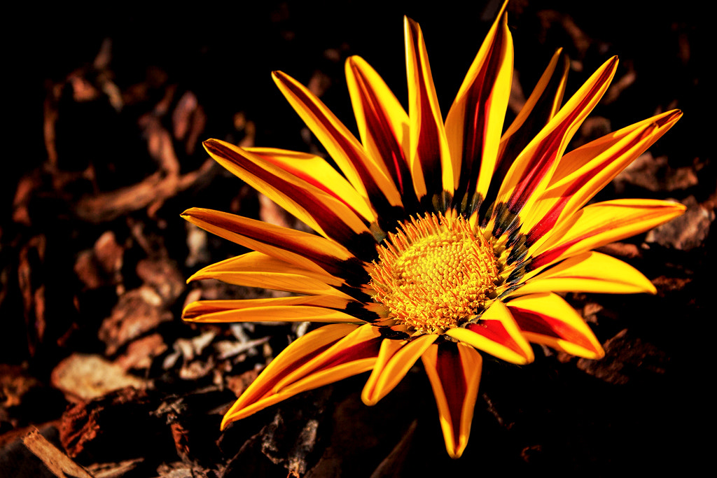 Canon EF-S 18-55mm F3.5-5.6 sample photo. Explosion #2 photography