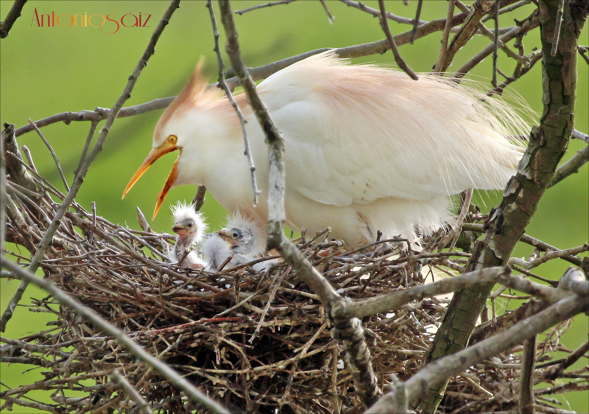 Canon EF 100-400mm F4.5-5.6L IS USM sample photo. Garza en el nido photography