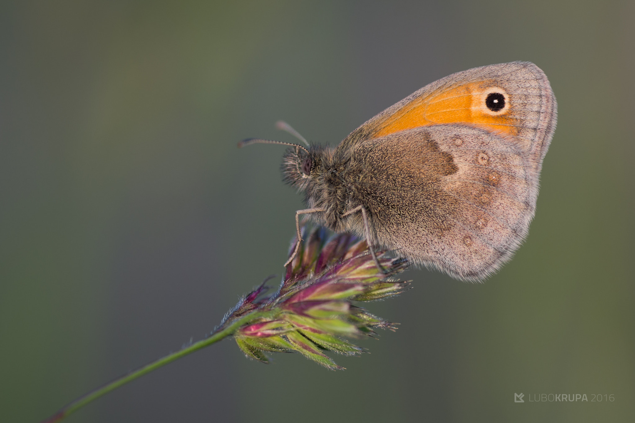 Pentax K-r + Tamron SP AF 90mm F2.8 Di Macro sample photo. Coenonympha pamphilus photography