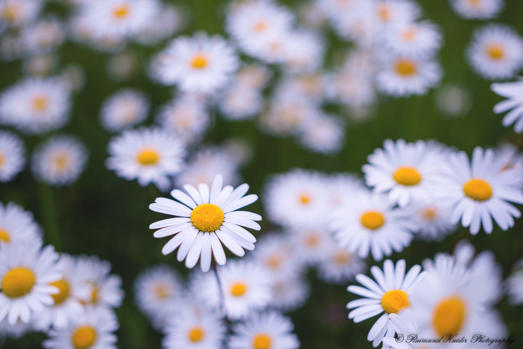 Nikon D810 + Samyang 35mm F1.4 AS UMC sample photo. Daisy photography