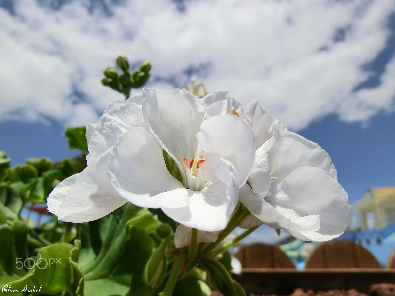 CASIO EX-H30 sample photo. Flor de geranio... photography
