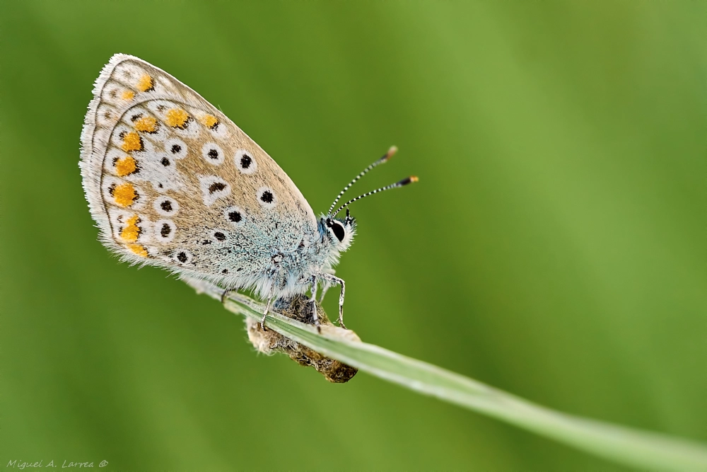 Sony ILCA-77M2 + 150mm F2.8 sample photo. Polyommatus icarus photography