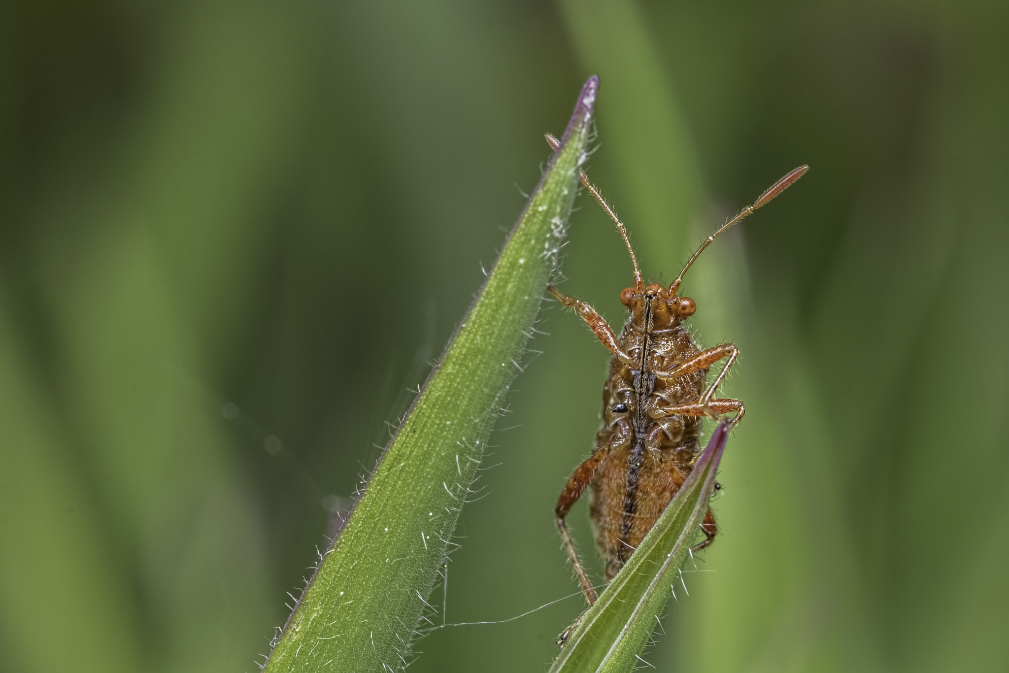 Canon MP-E 65mm F2.5 1-5x Macro Photo sample photo. Just hanging around photography