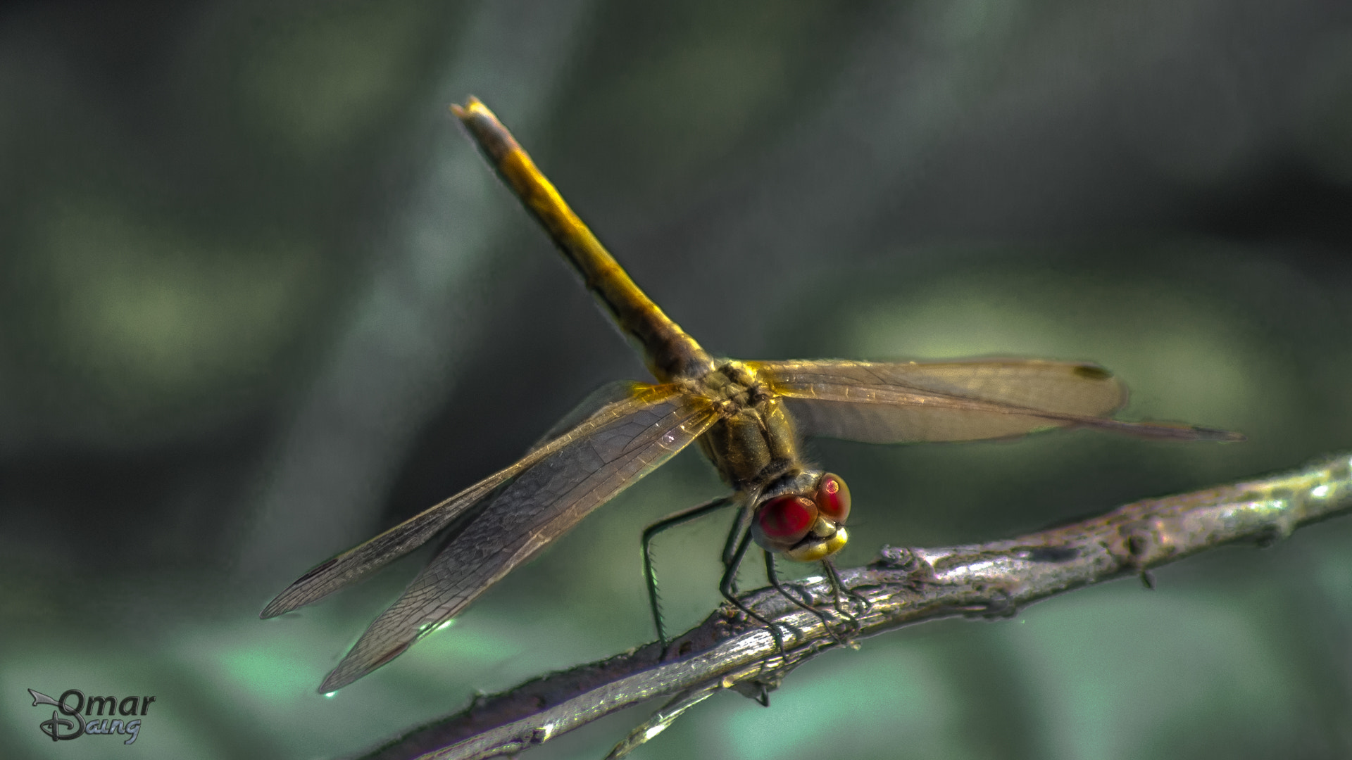 smc PENTAX-FA 100-300mm F4.7-5.8 sample photo. Sympetrum flaveolum - dragonfly-yusufçuk- 13 photography