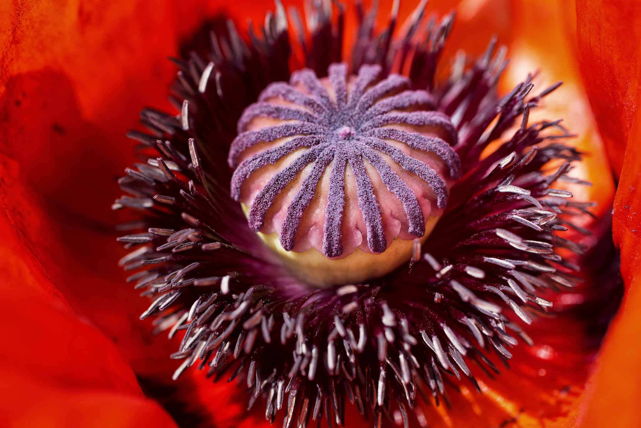 Canon EOS 6D + Canon EF 50mm F2.5 Macro sample photo. Poppy inside photography