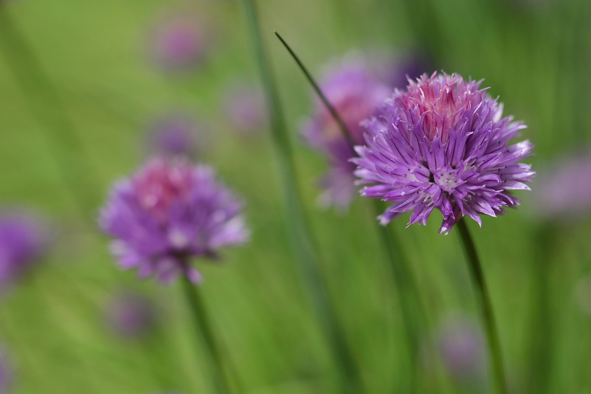 Nikon D5300 + Sigma 50mm F1.4 DG HSM Art sample photo. Chive flowers in a garden photography