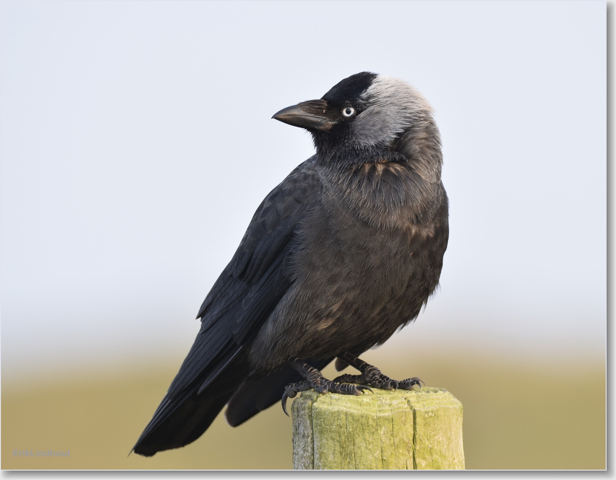 Sigma 150-600mm F5-6.3 DG OS HSM | C sample photo. Blue eyes like the sky  photography