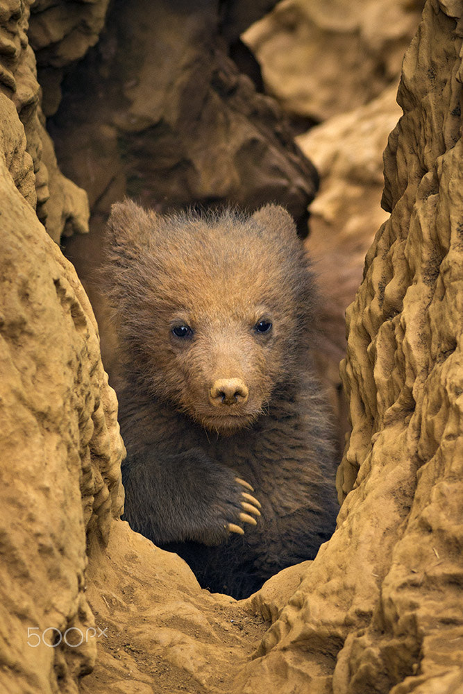 Canon EOS 7D + Canon EF 400mm F5.6L USM sample photo. Bear's den photography