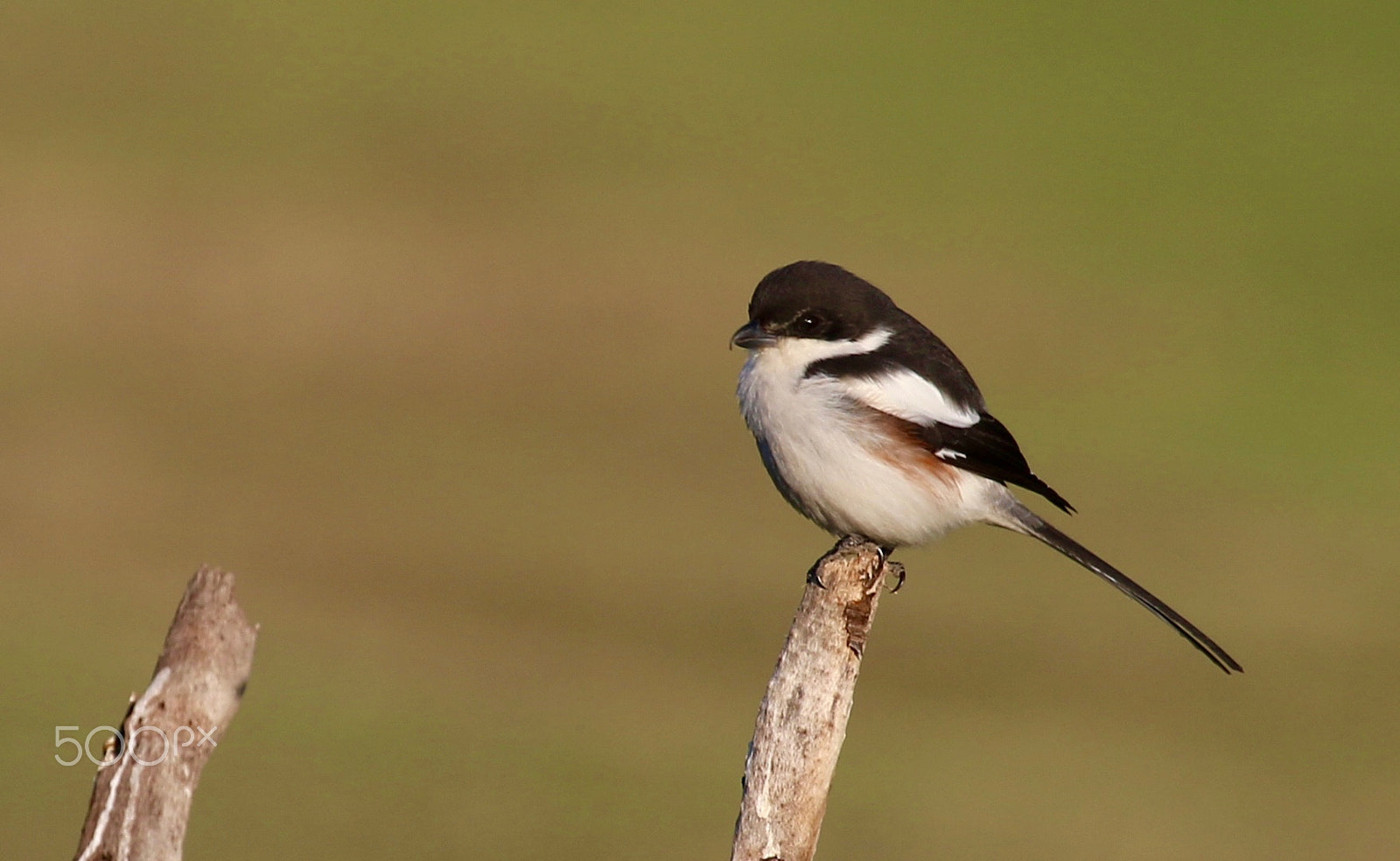 Canon EF 100-400mm F4.5-5.6L IS USM sample photo. Waiting for partner...? photography