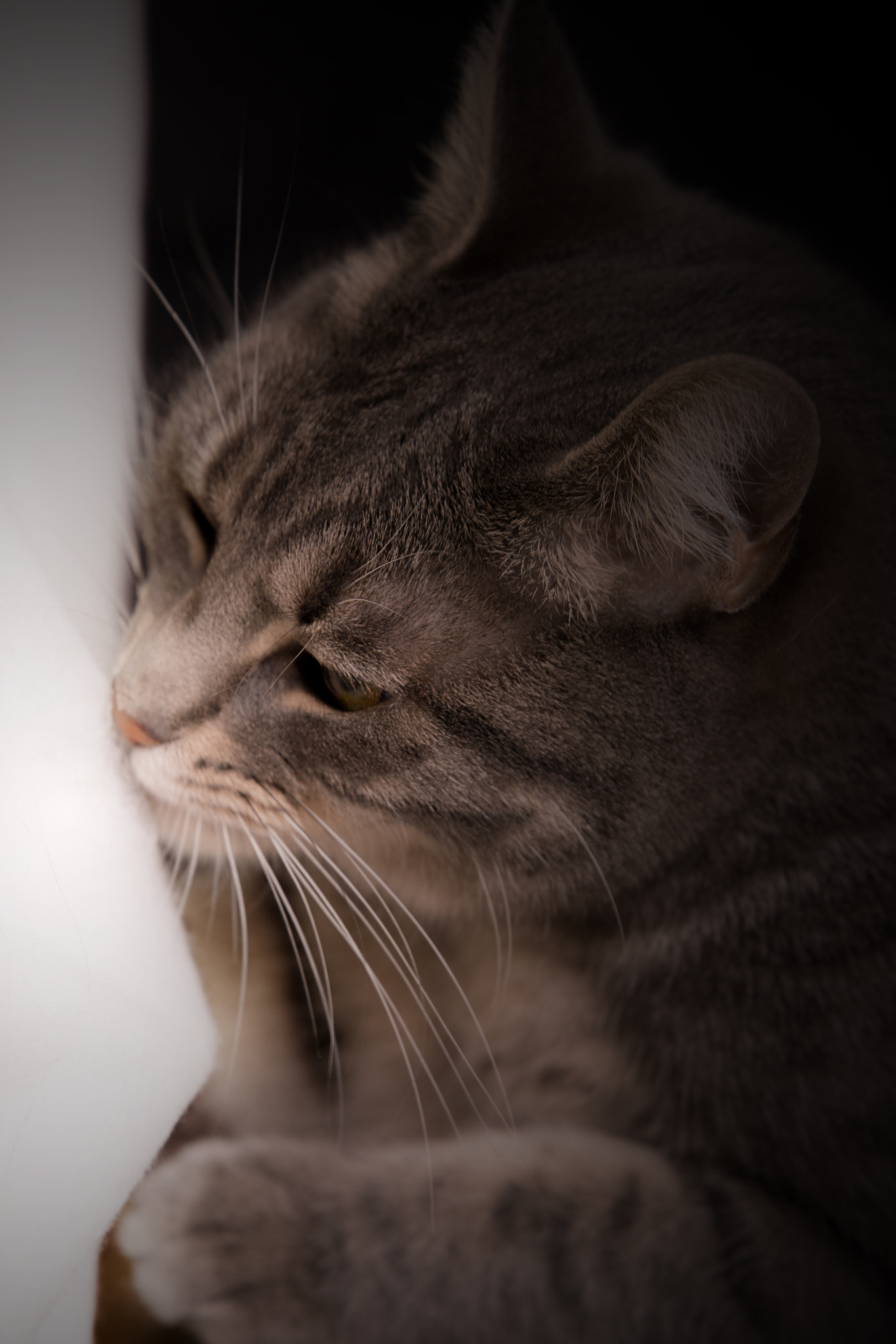 Sony ILCA-77M2 + Tamron SP 70-200mm F2.8 Di VC USD sample photo. Elli photography