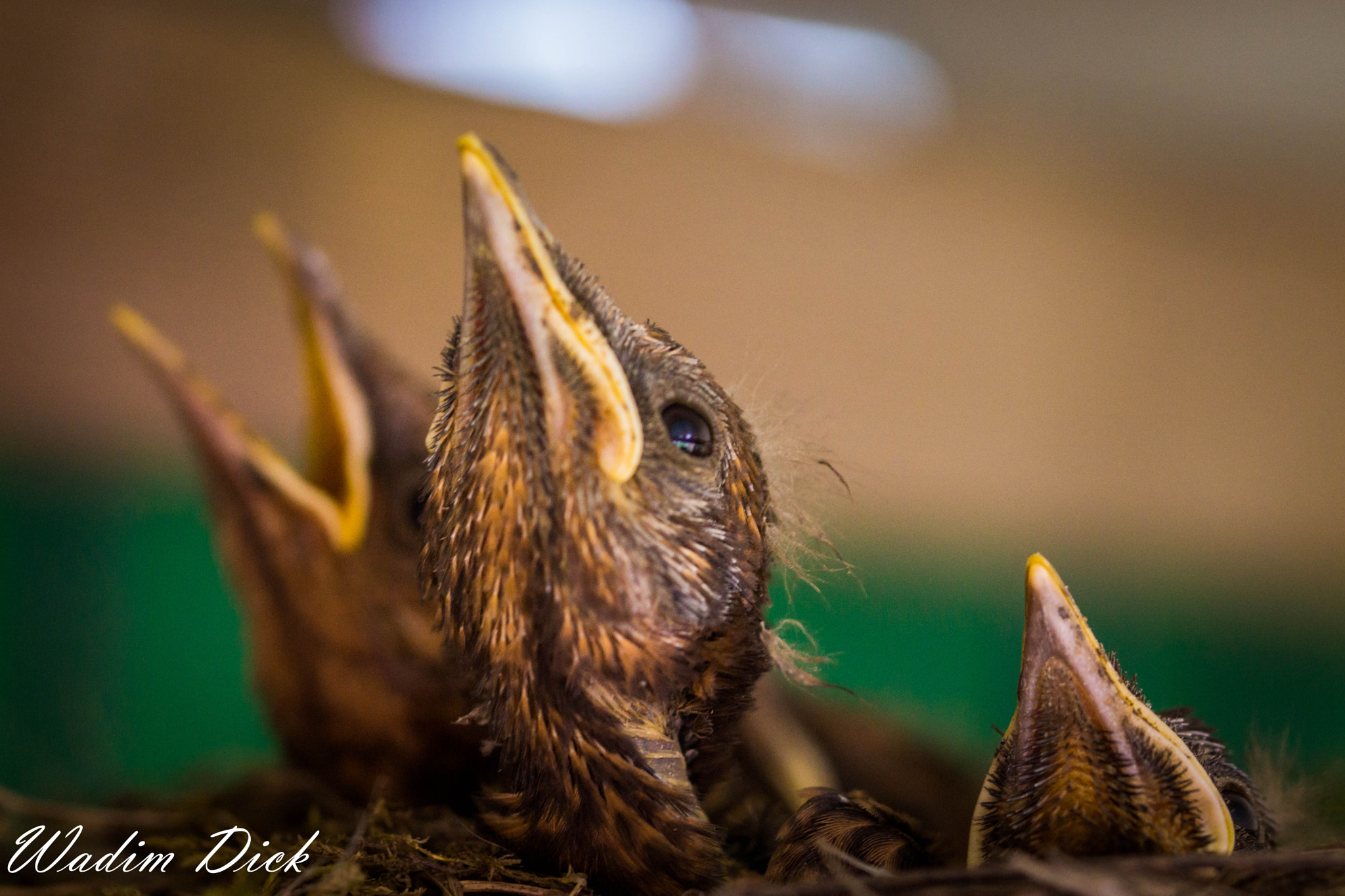 Sony SLT-A65 (SLT-A65V) + 90mm F2.8 Macro SSM sample photo. Vogelnest photography