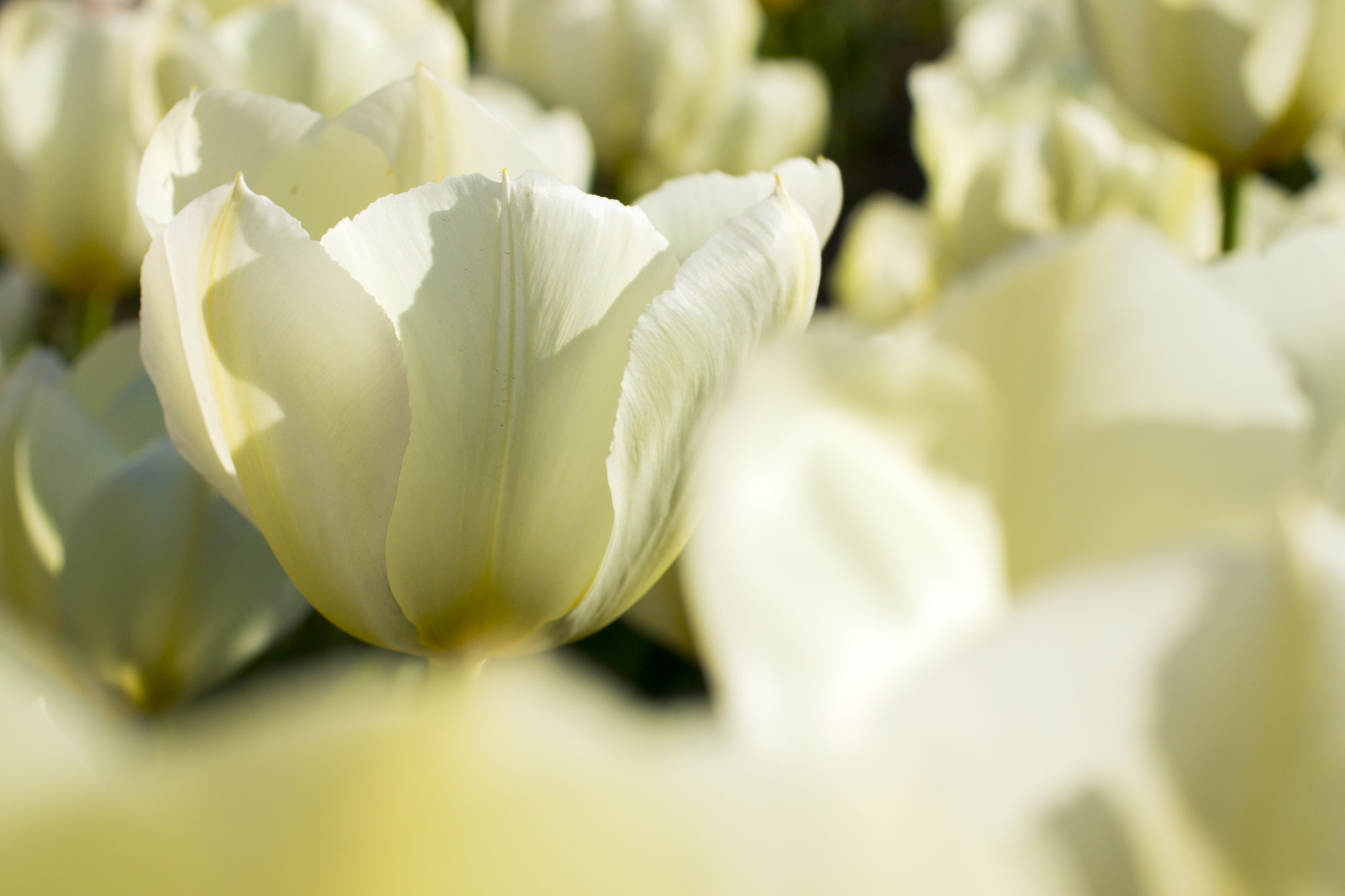 Canon EOS 70D + Canon EF 50mm F2.5 Macro sample photo. Unique photography