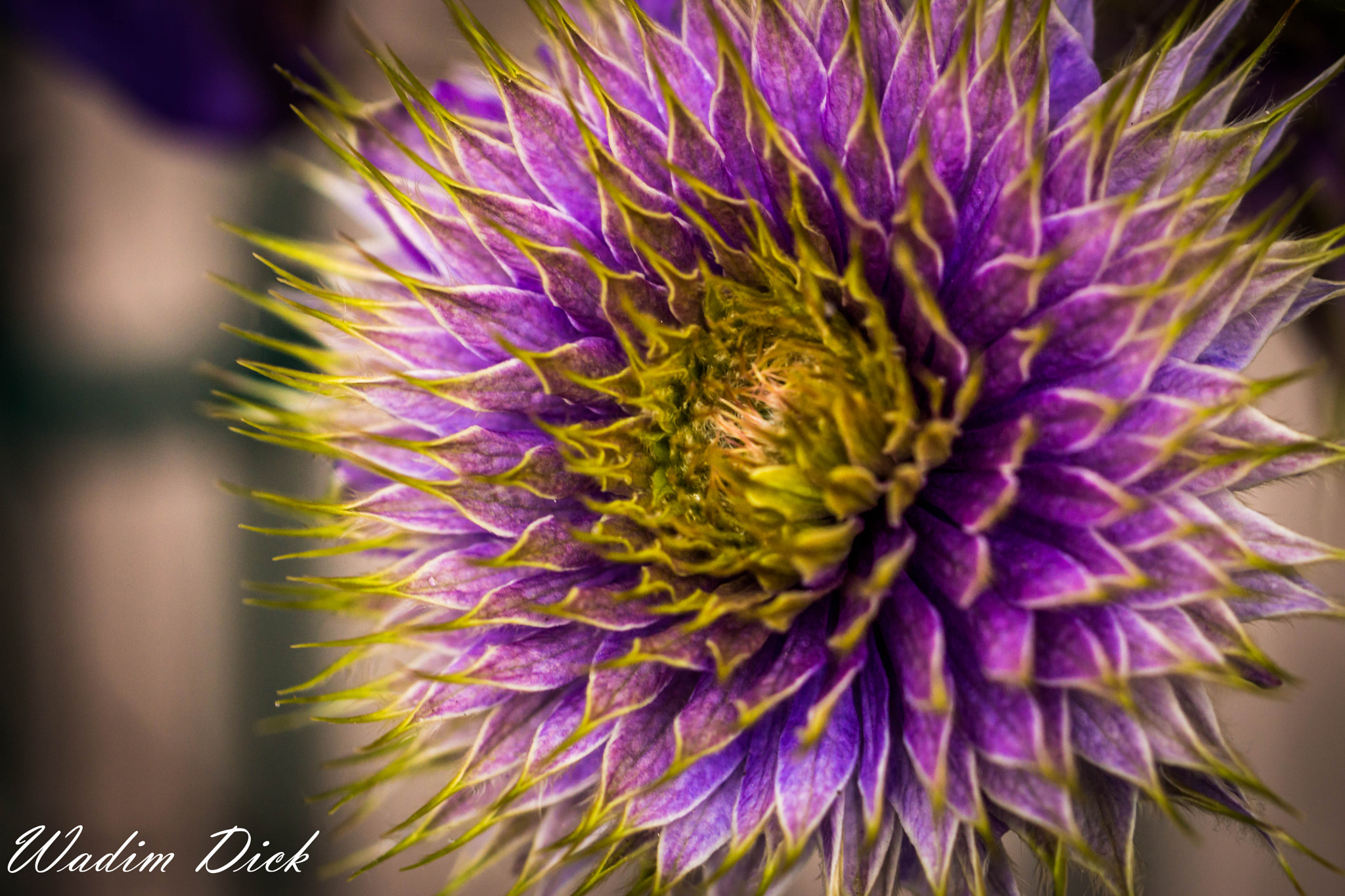 Sony SLT-A65 (SLT-A65V) + 90mm F2.8 Macro SSM sample photo. Stachelblumen photography