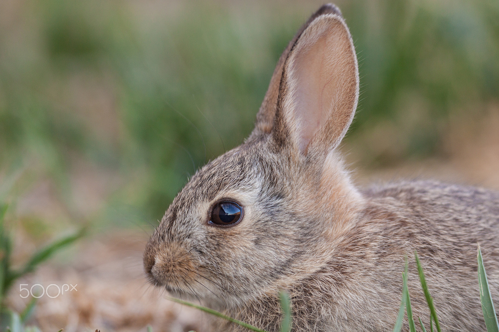Canon EOS 50D + Canon EF 100-400mm F4.5-5.6L IS USM sample photo. Baby cottontail portrait photography