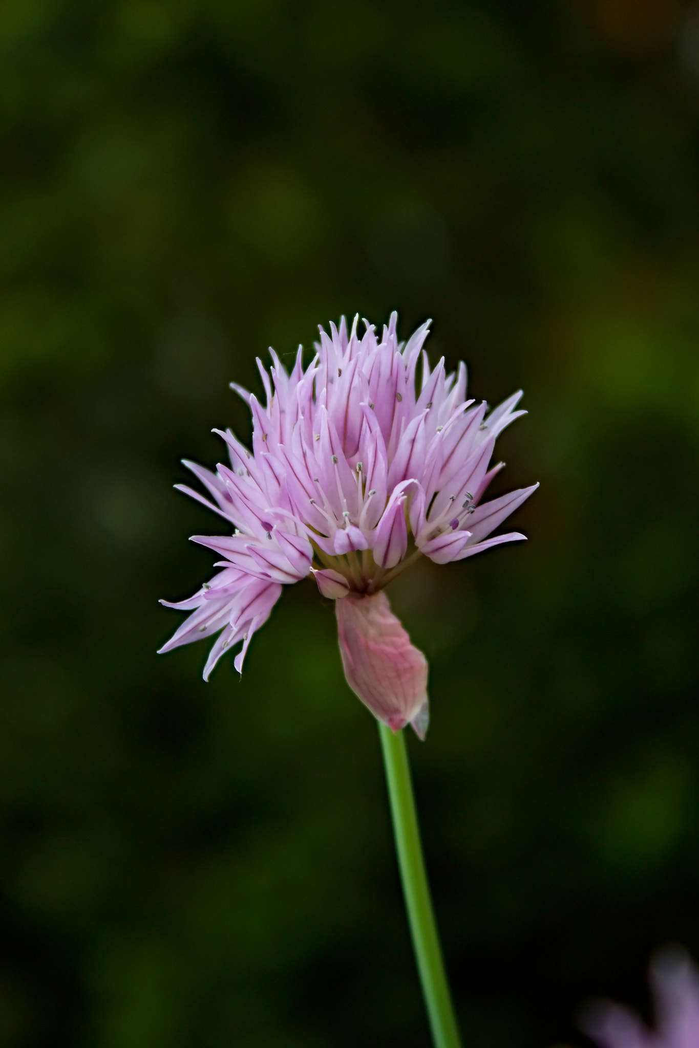 18.00 - 55.00 mm sample photo. Flower chives - цветок зеленый лук - květ pažitky photography