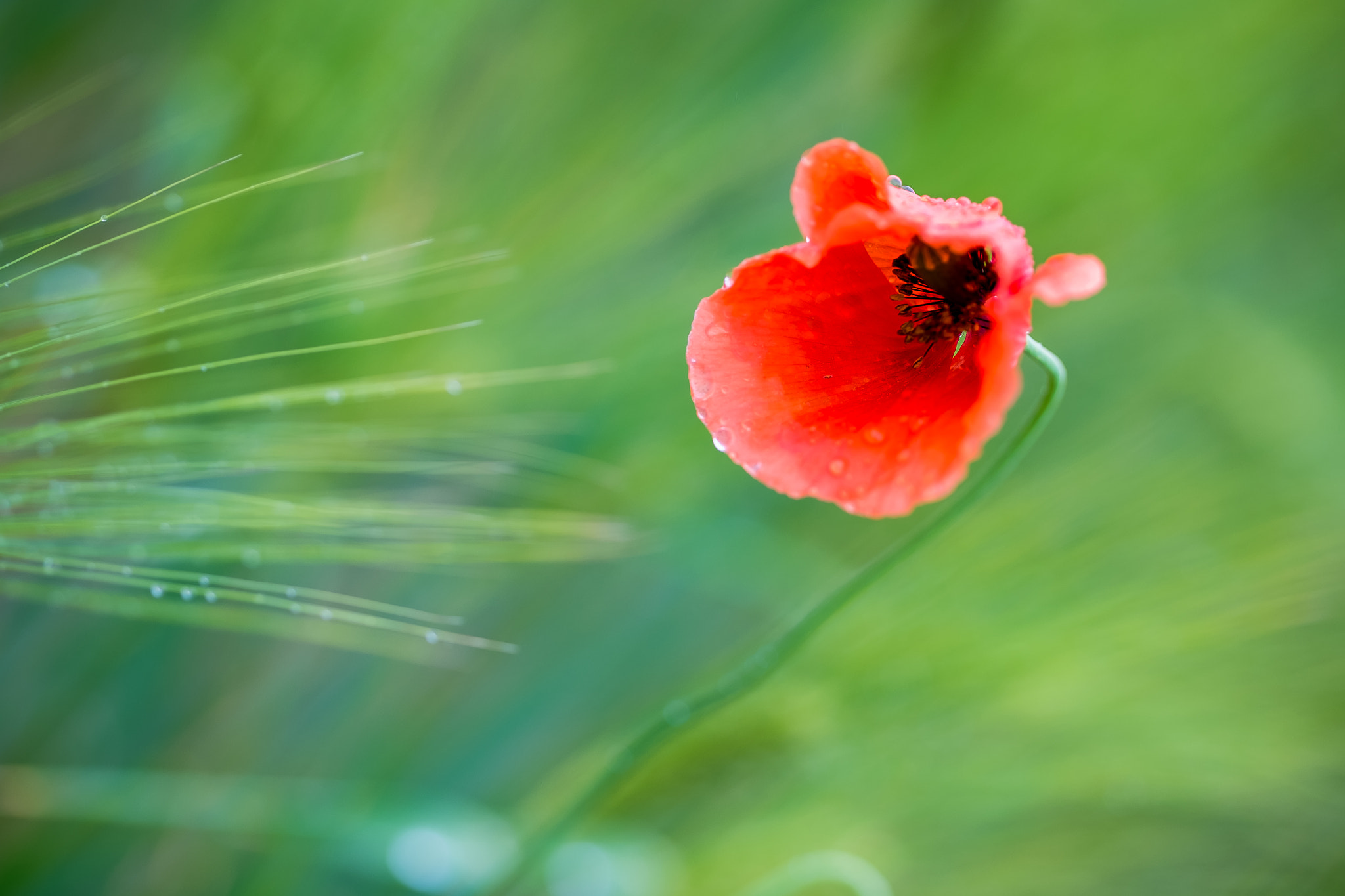 Fujifilm X-Pro1 + Fujifilm XF 90mm F2 R LM WR sample photo. Red in green ii photography