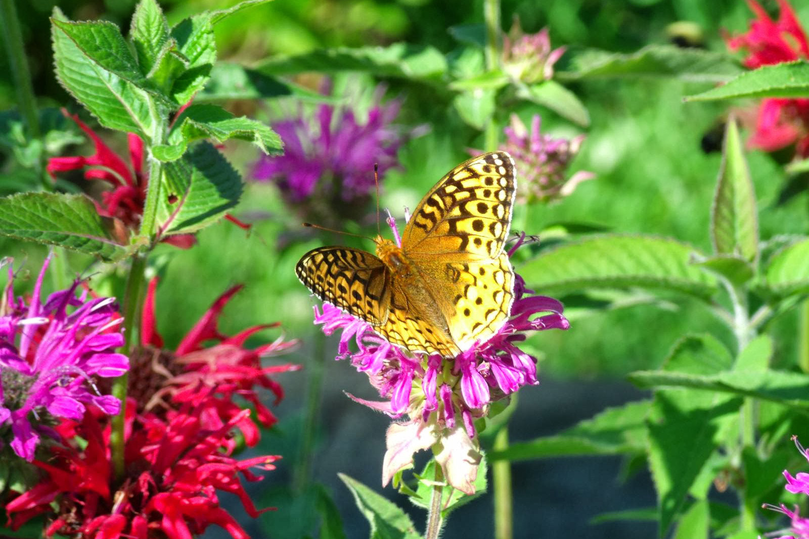 GENERAL IMAGING CO. X400 sample photo. Garden butterfly photography