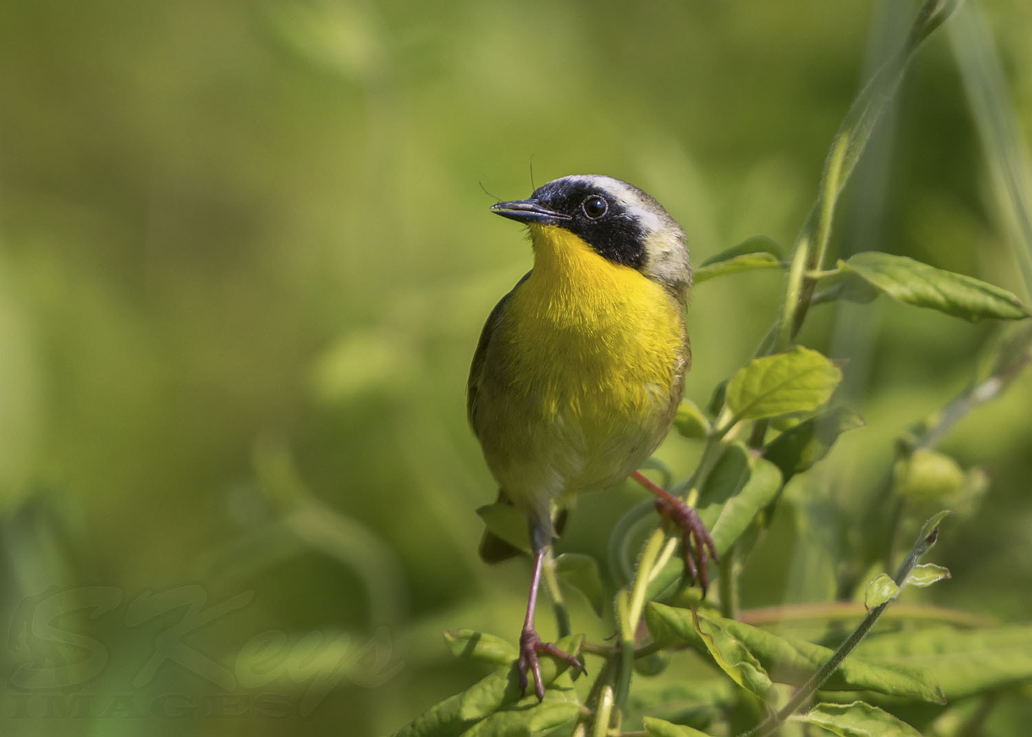 Nikon D7200 + Sigma 500mm F4.5 EX DG HSM sample photo. Whiskers (common yellowthroat with insect mustache photography
