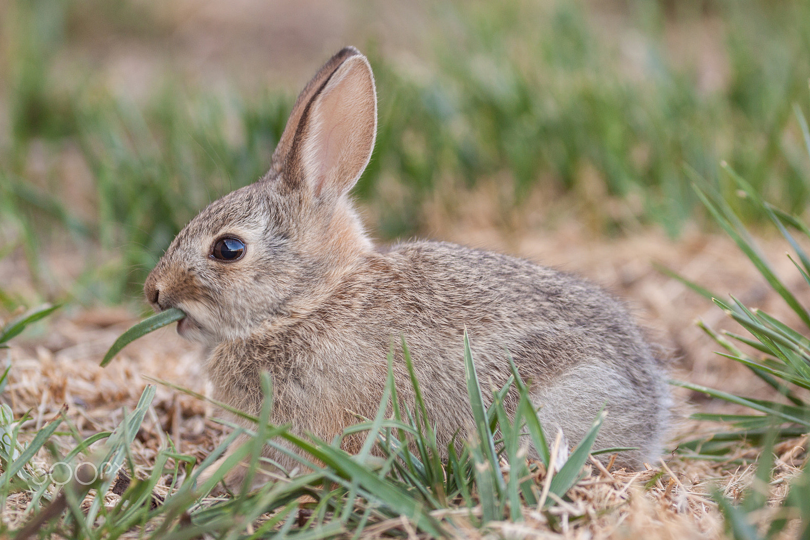 Canon EOS 50D + Canon EF 100-400mm F4.5-5.6L IS USM sample photo. Baby cottontail rabbit photography