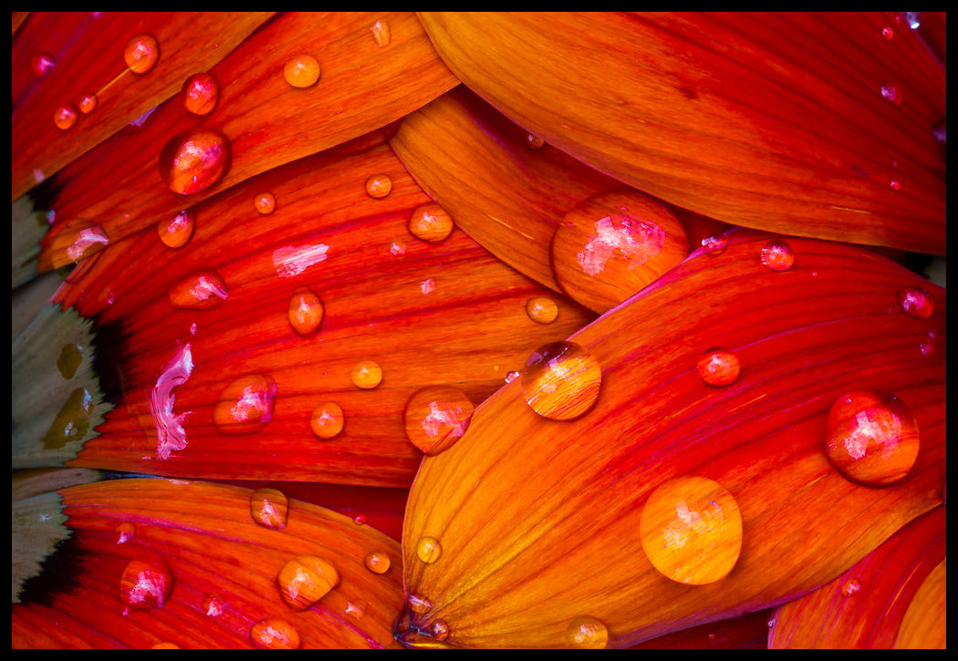 Sigma 150mm f/2.8 EX DG OS HSM APO Macro sample photo. Red water photography