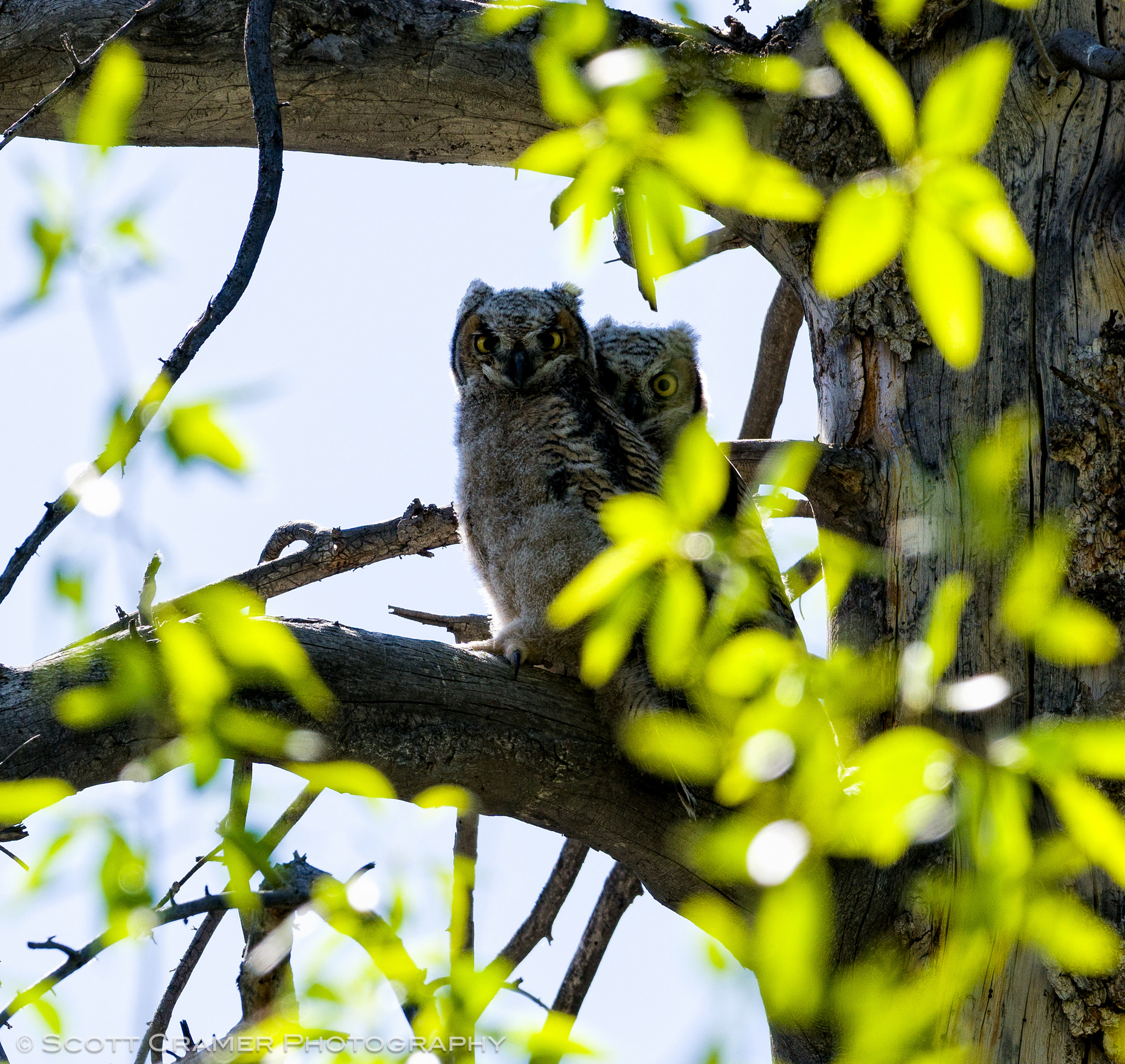 Sony a6300 + Sony FE 70-200mm F4 G OSS sample photo. Baby owls in tree photography