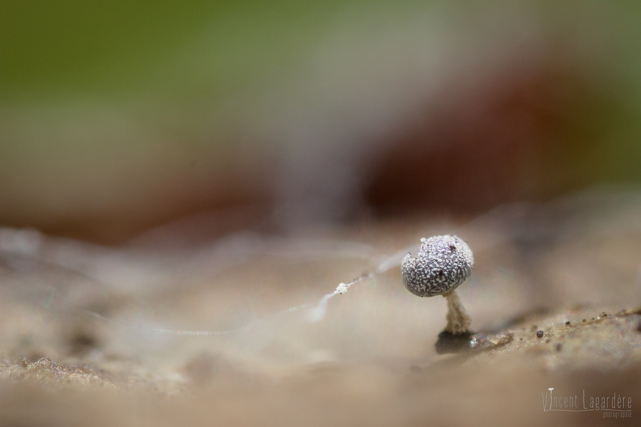 Canon MP-E 65mm F2.5 1-5x Macro Photo sample photo. Solitary slime mold (physarum leuocophaeum (probablement) photography