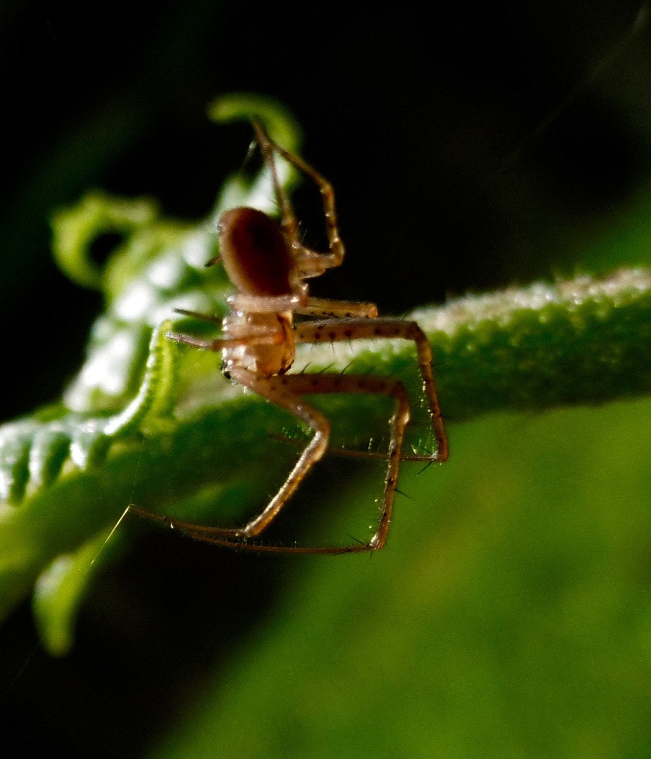 Panasonic DMC-SZ8 sample photo. Shelob photography