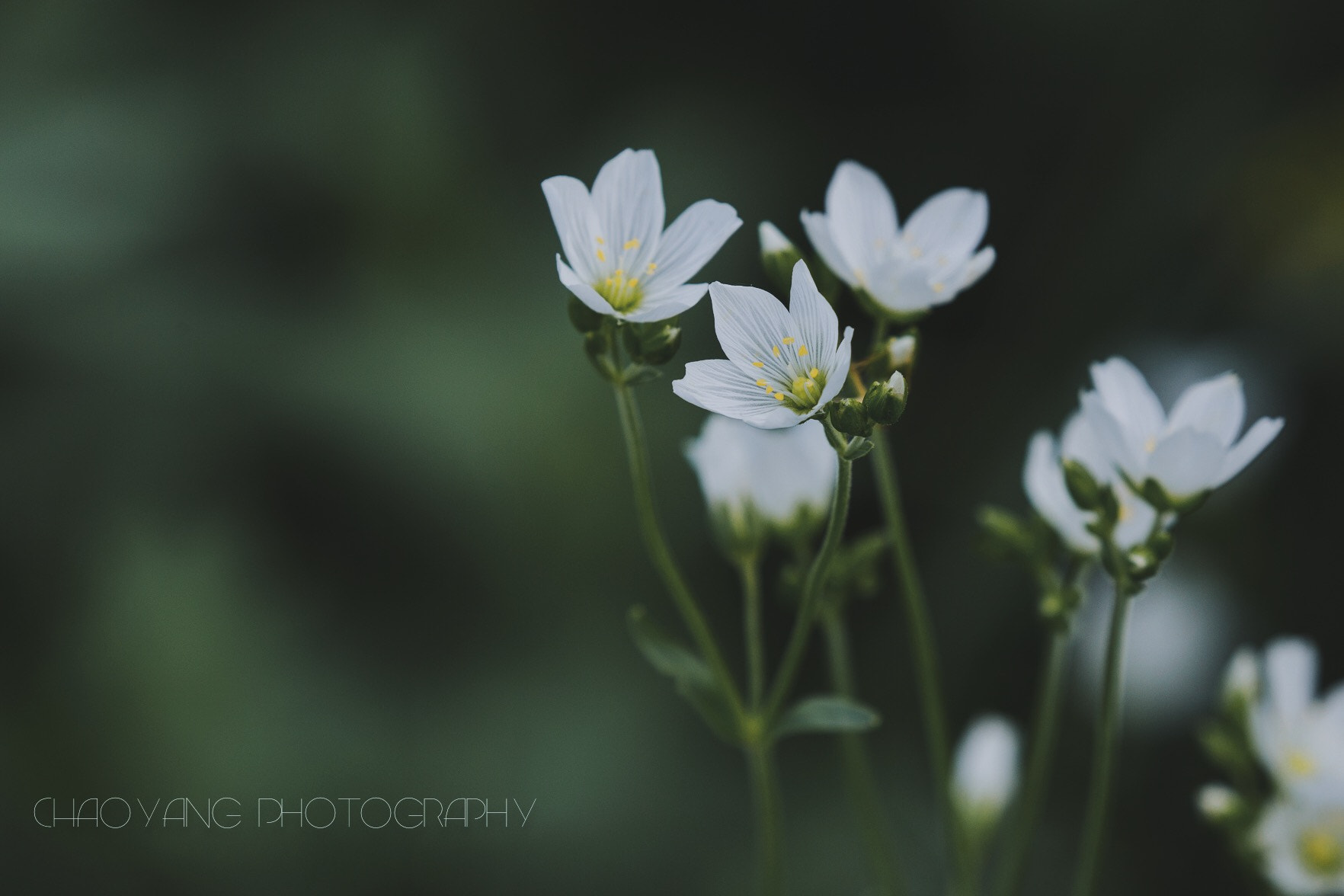 Canon EF 100-400mm F4.5-5.6L IS II USM sample photo