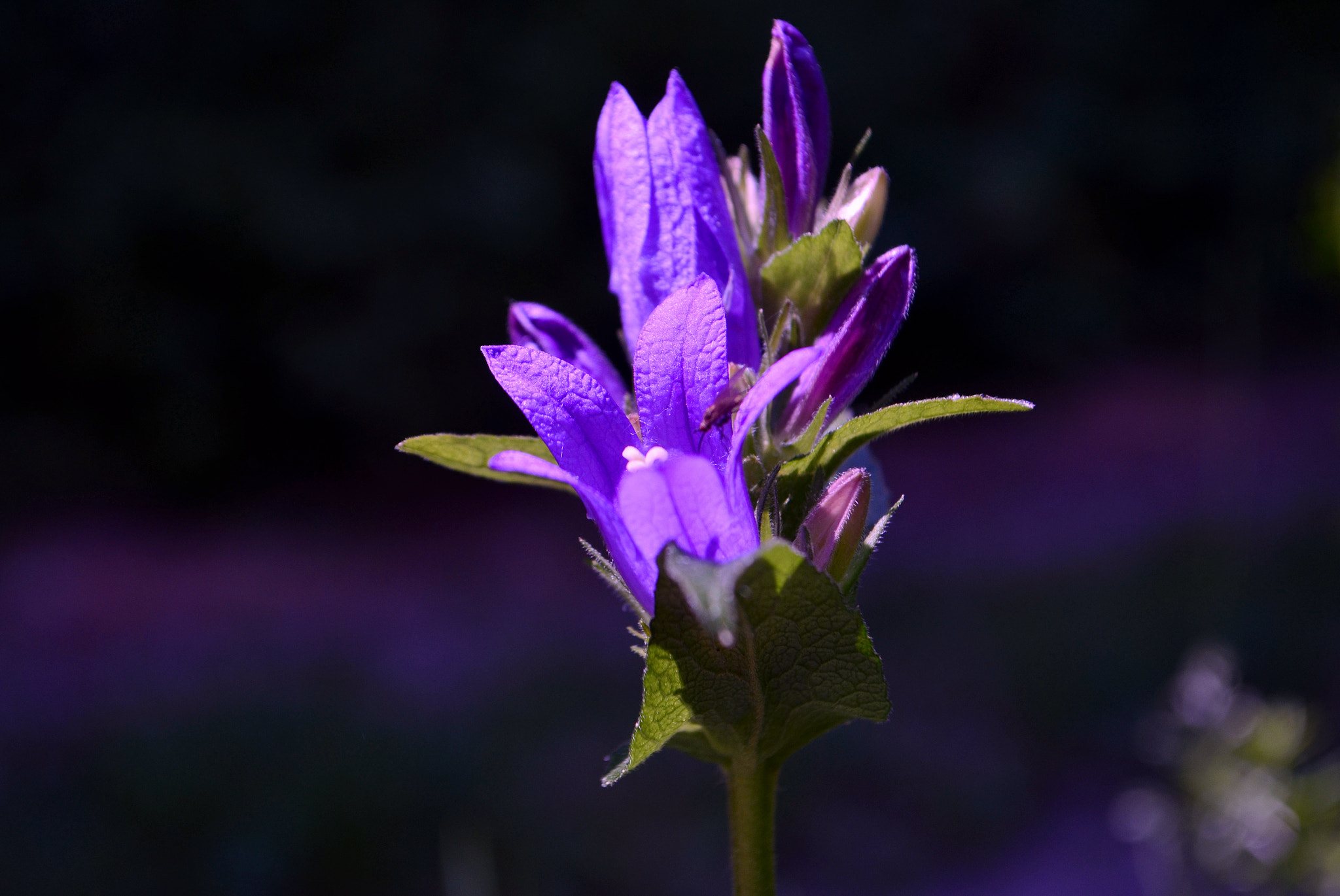 Nikon AF-Nikkor 80-200mm F2.8D ED sample photo. Light and shade photography