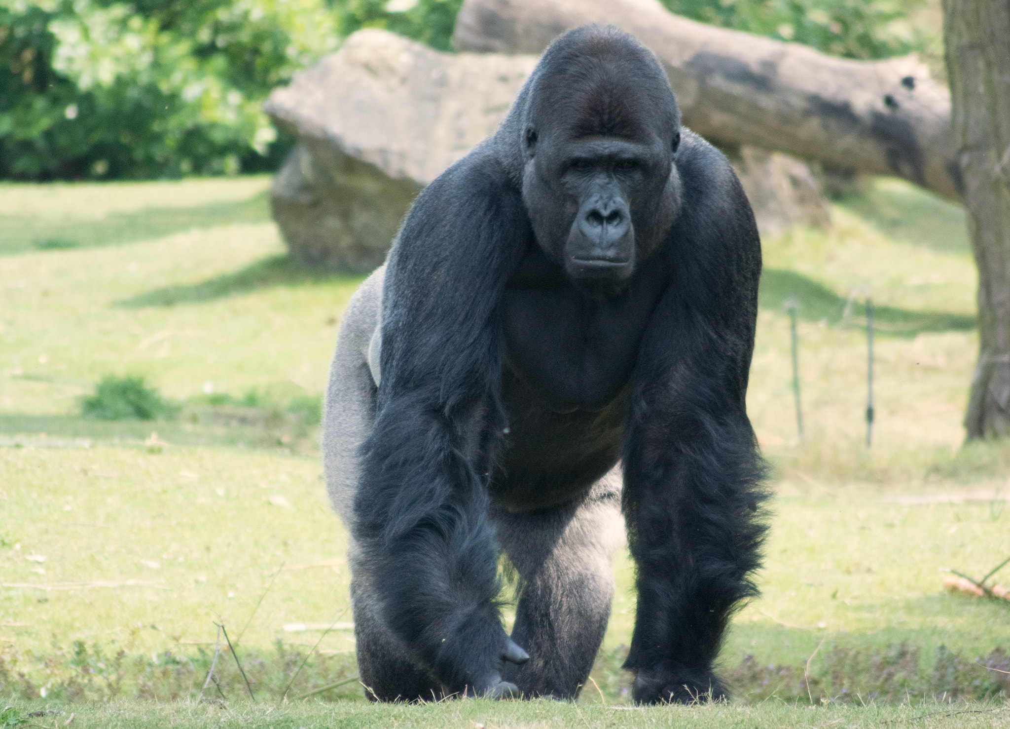 Nikon 1 J4 sample photo. Gorilla photography