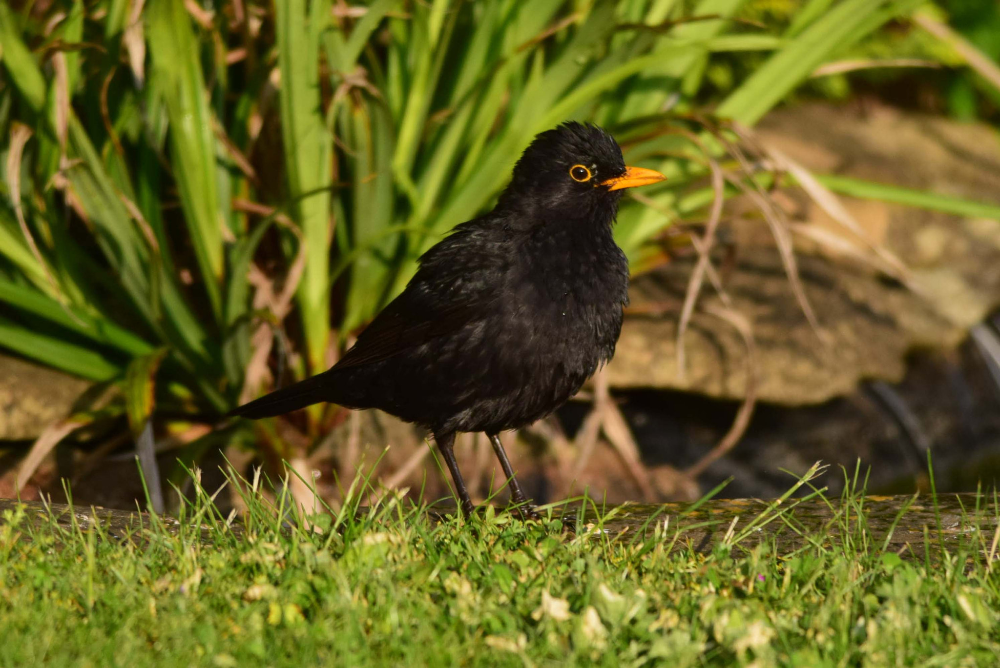 Nikon D5300 + Nikon AF-S Nikkor 300mm F4D ED-IF sample photo. Blackbird in the evening sun photography