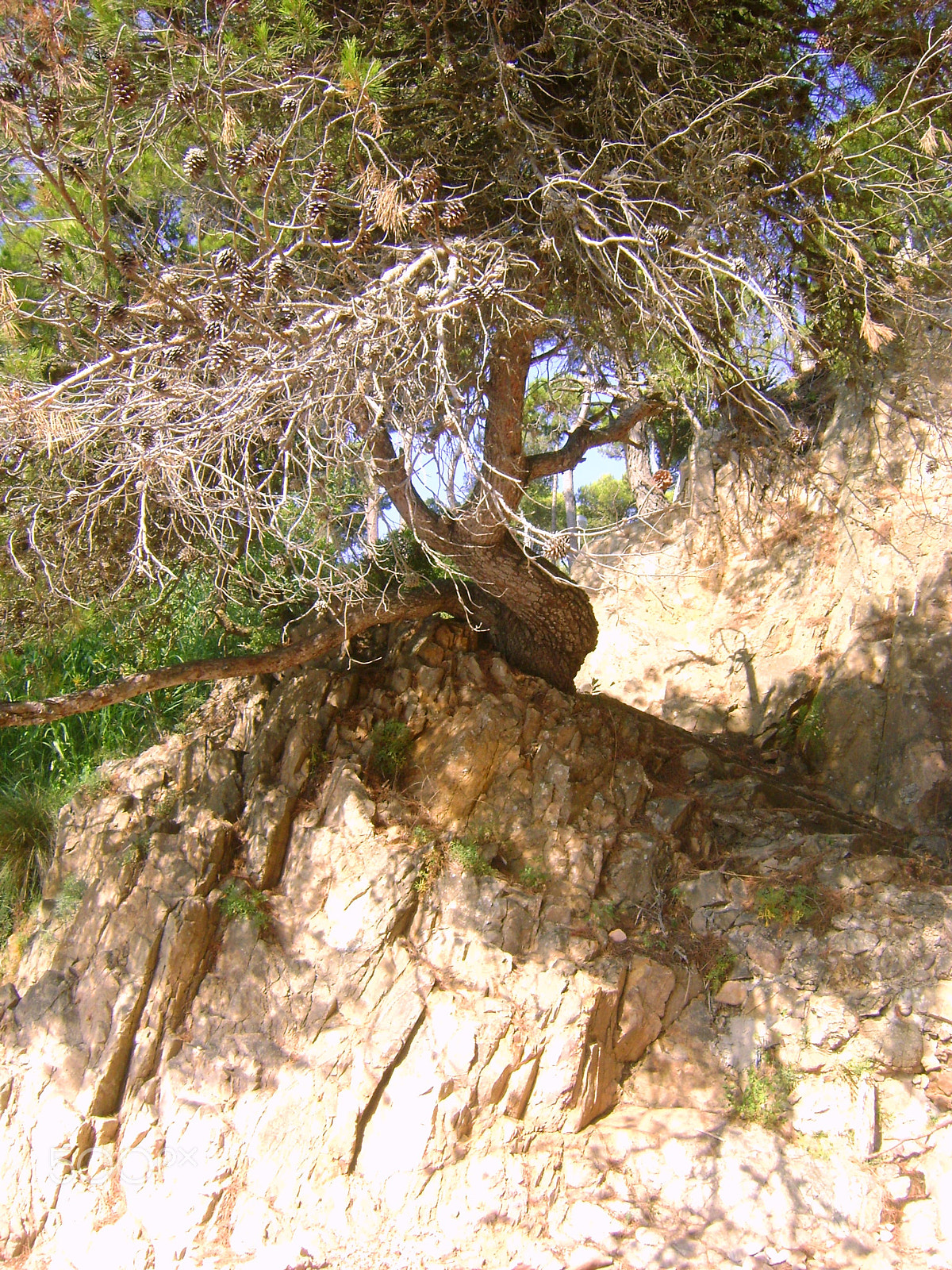 Sony DSC-S730 sample photo. Mediterranean pine photography