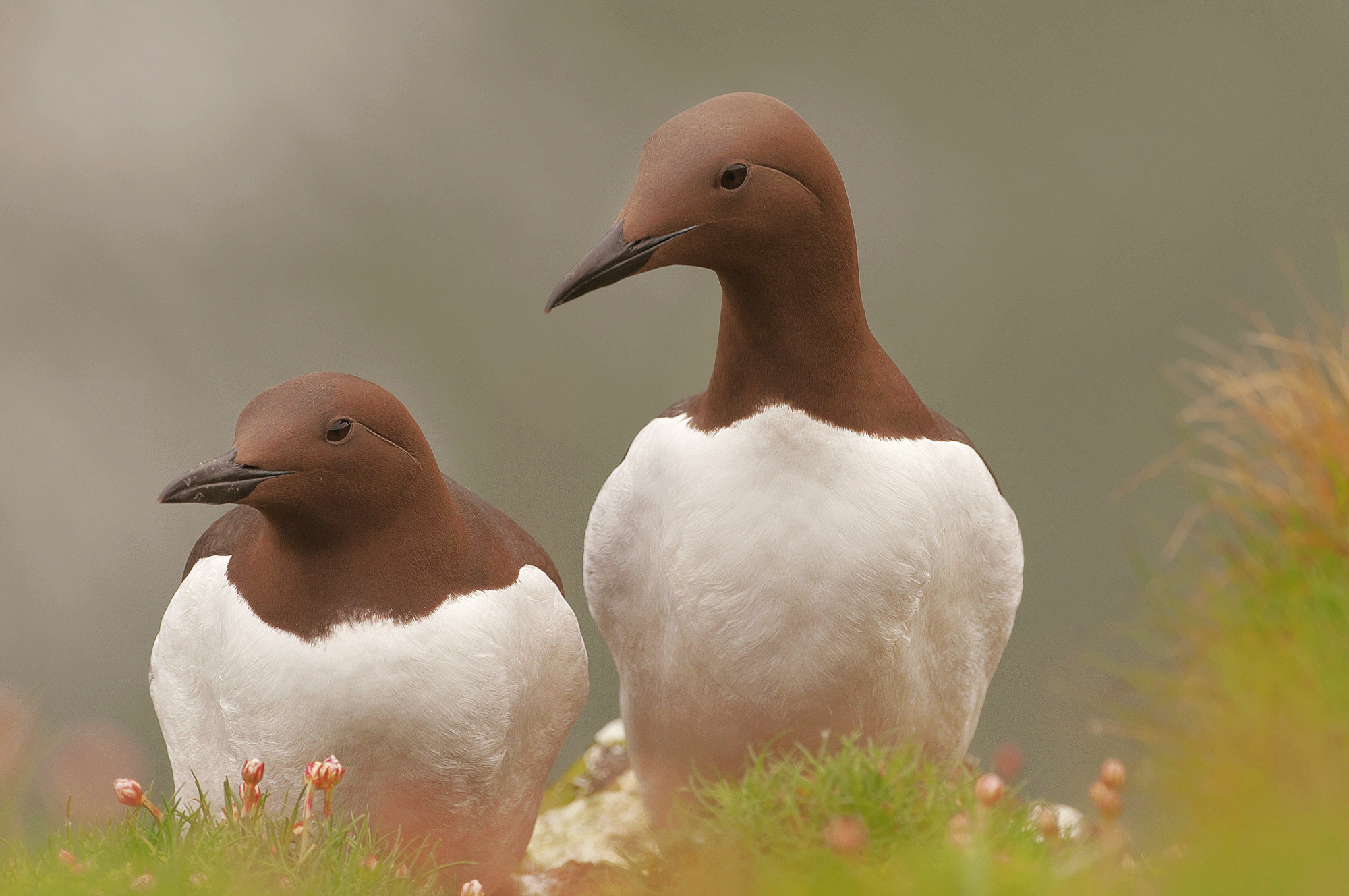 Nikon D300 + Nikon AF-S Nikkor 500mm F4G ED VR sample photo. Guillemots on a cliff photography