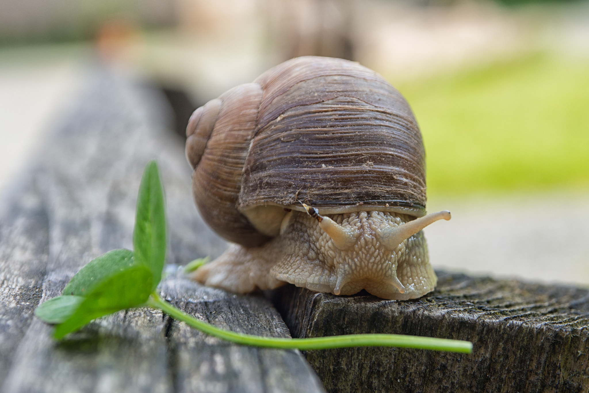Olympus OM-D E-M10 + OLYMPUS M.12-50mm F3.5-6.3 sample photo. Snail photography