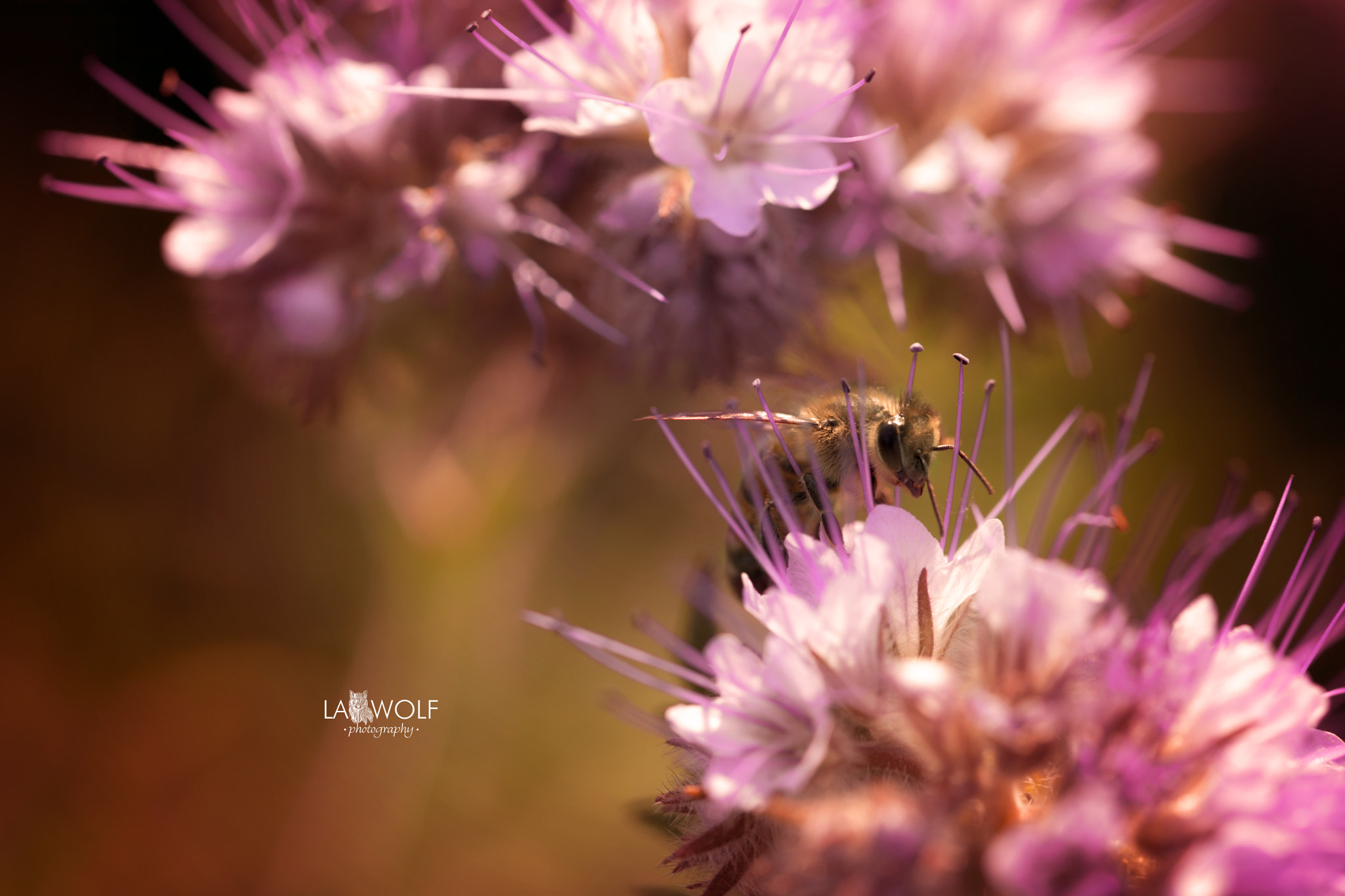 Nikon D5 sample photo. A bee at work photography