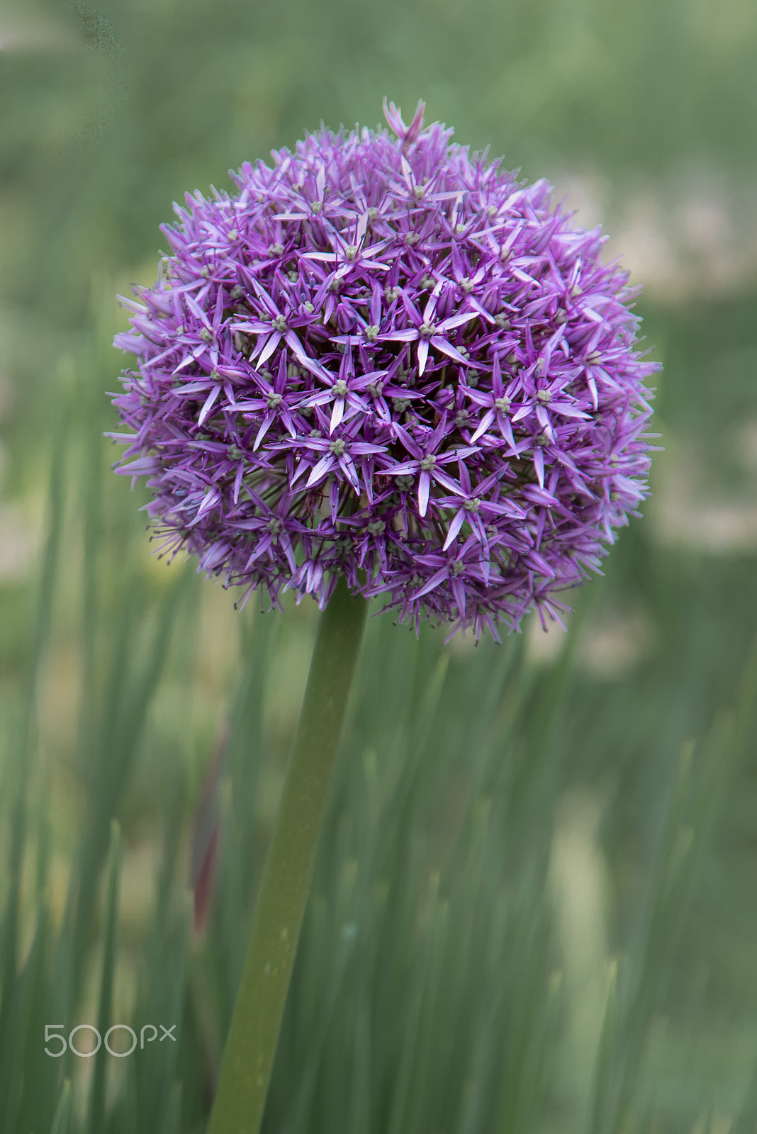 24-105mm F4 G SSM OSS sample photo. Purple allium photography