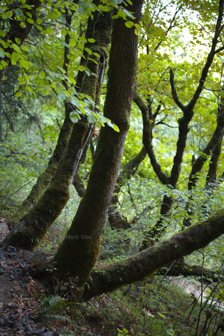 ZEISS Otus 55mm F1.4 sample photo. Trees photography