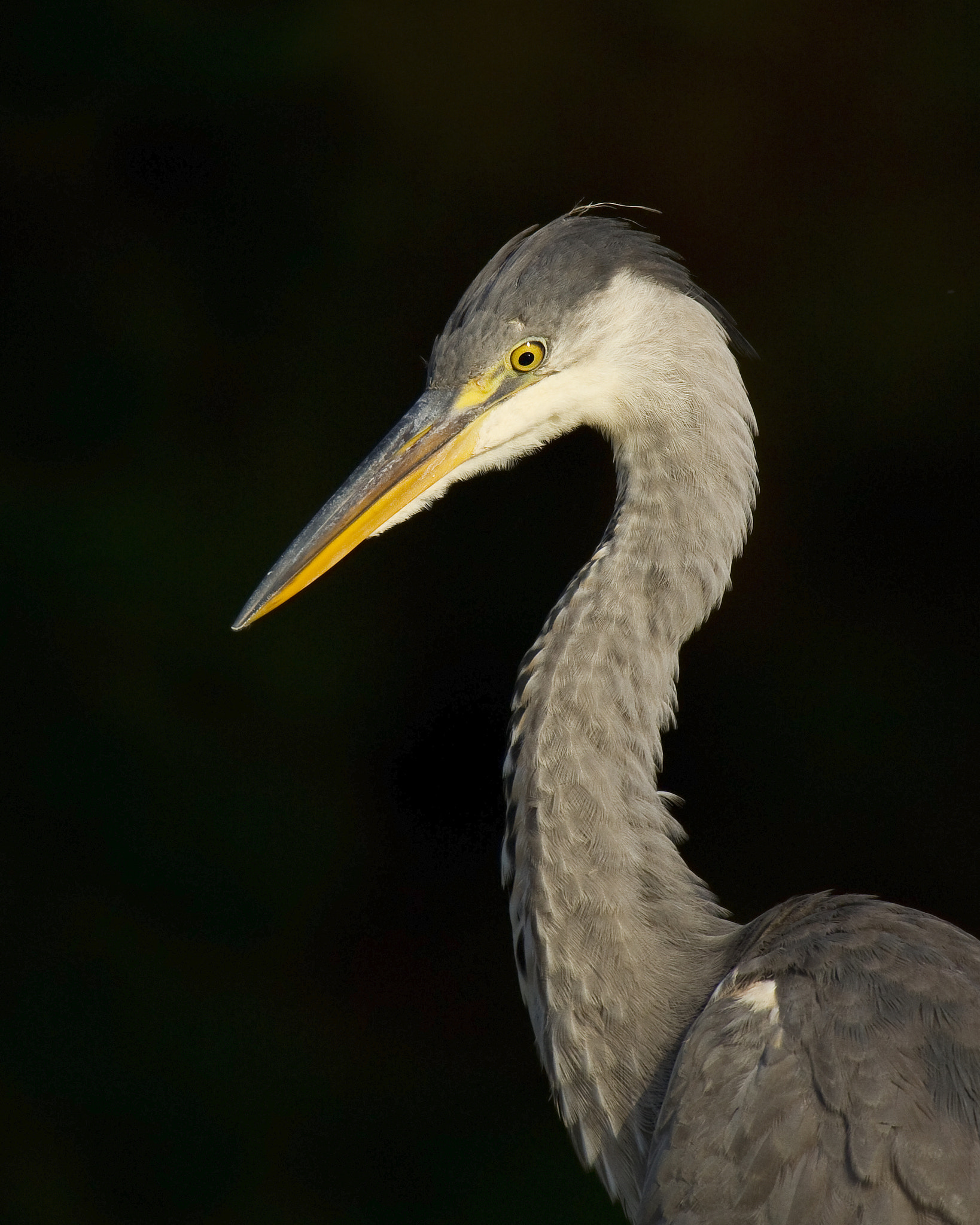 Canon EF 300mm F2.8L IS USM sample photo. Grey heron portrait photography