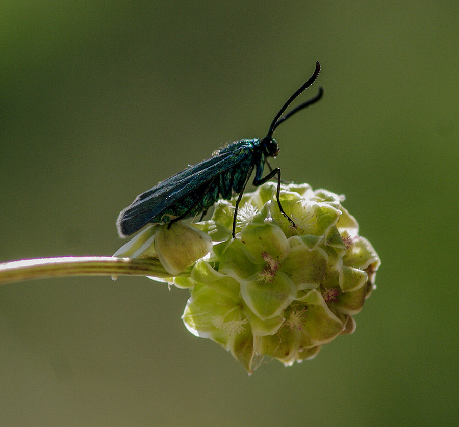 Pentax K20D + smc PENTAX-FA Macro 100mm F2.8 sample photo. Yşl photography