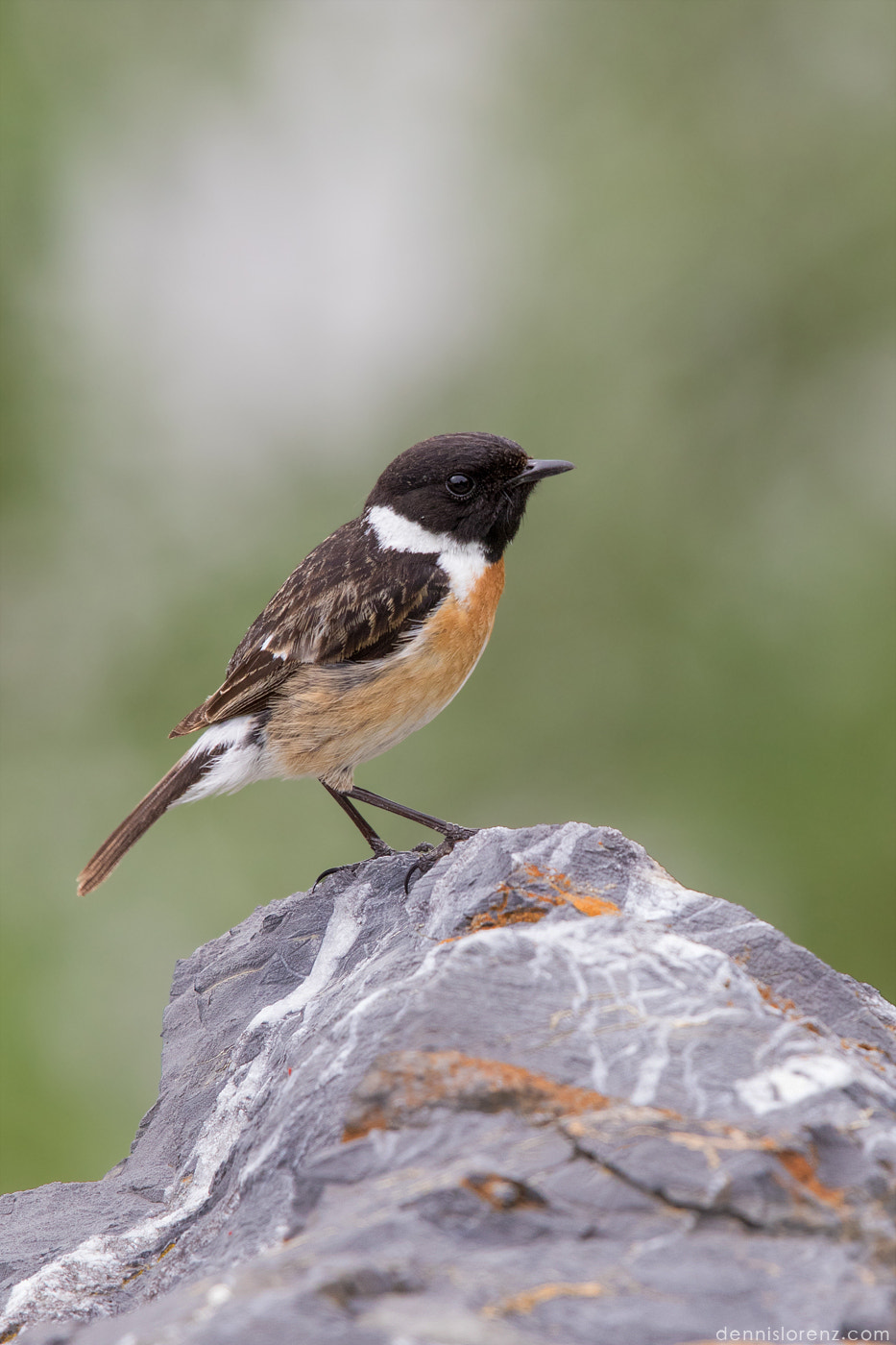 Canon EF 600mm F4L IS II USM sample photo. Stonechat | schwarzkehlchen photography