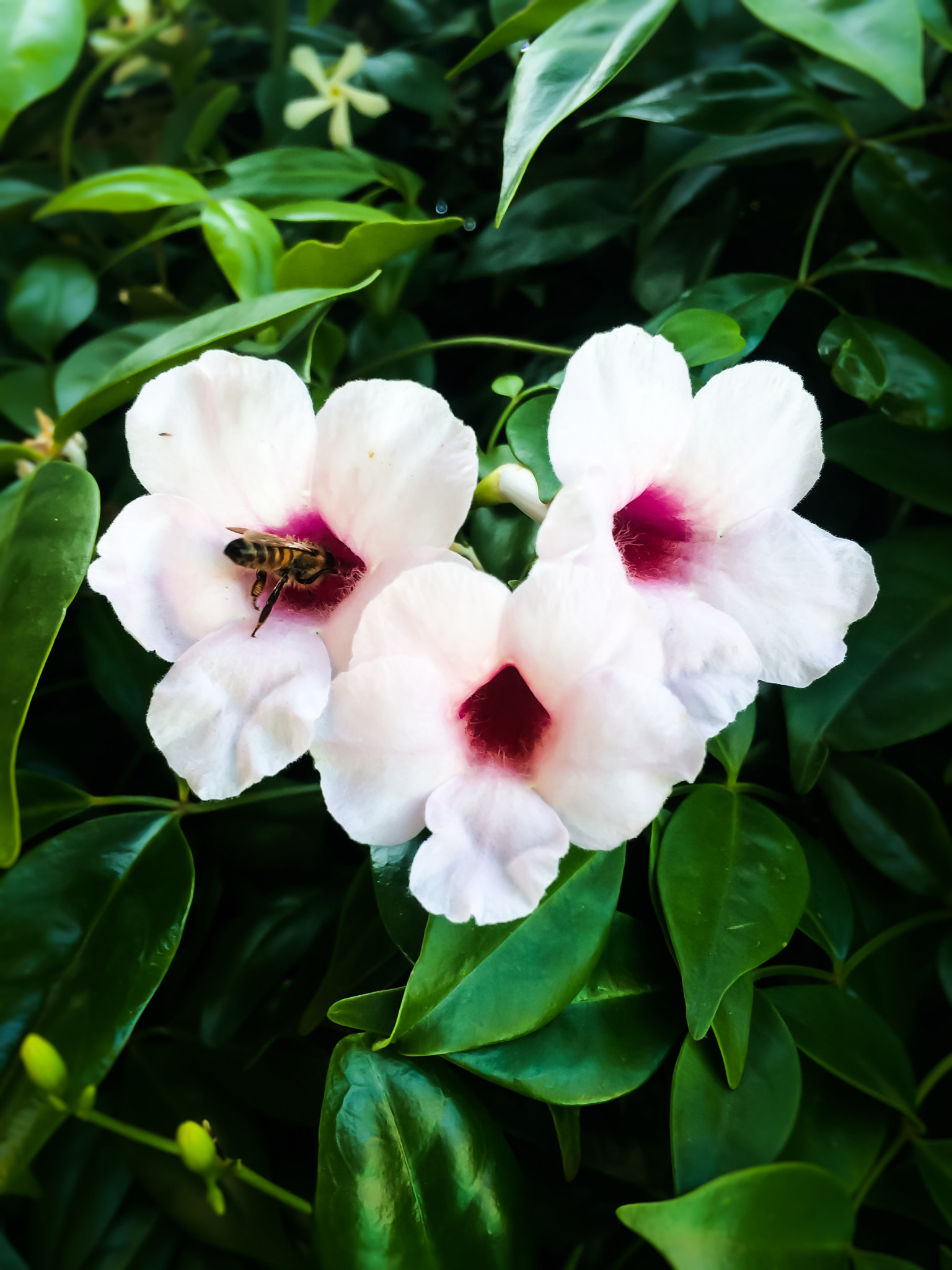 Apple iPhone6,1 sample photo. Summer honey photography