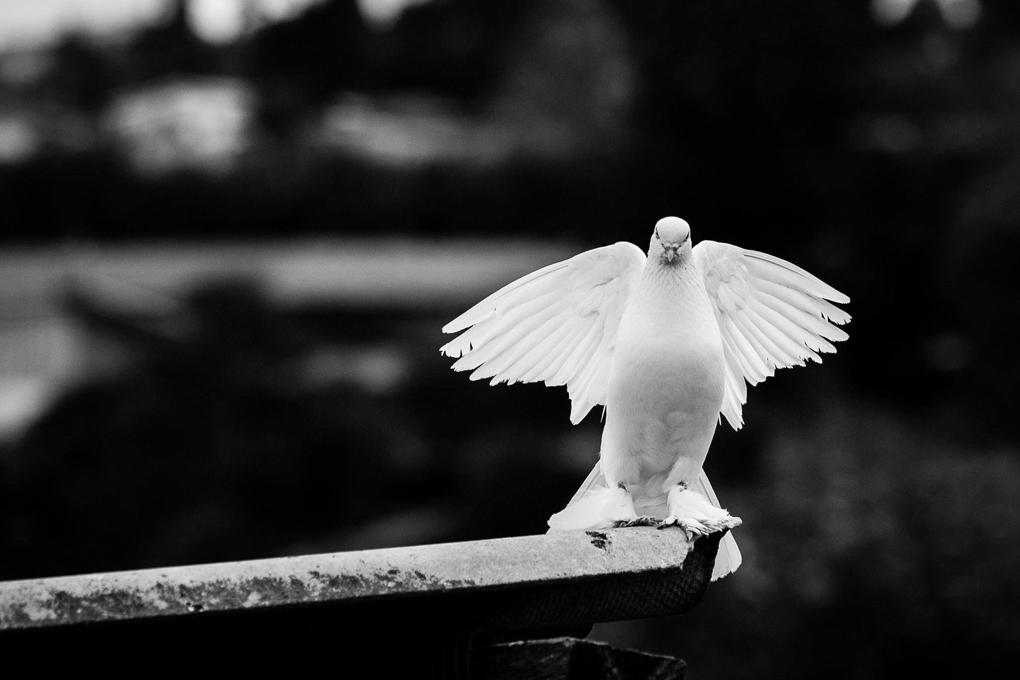 Canon EF 180mm F3.5L Macro USM sample photo. "angle" photography
