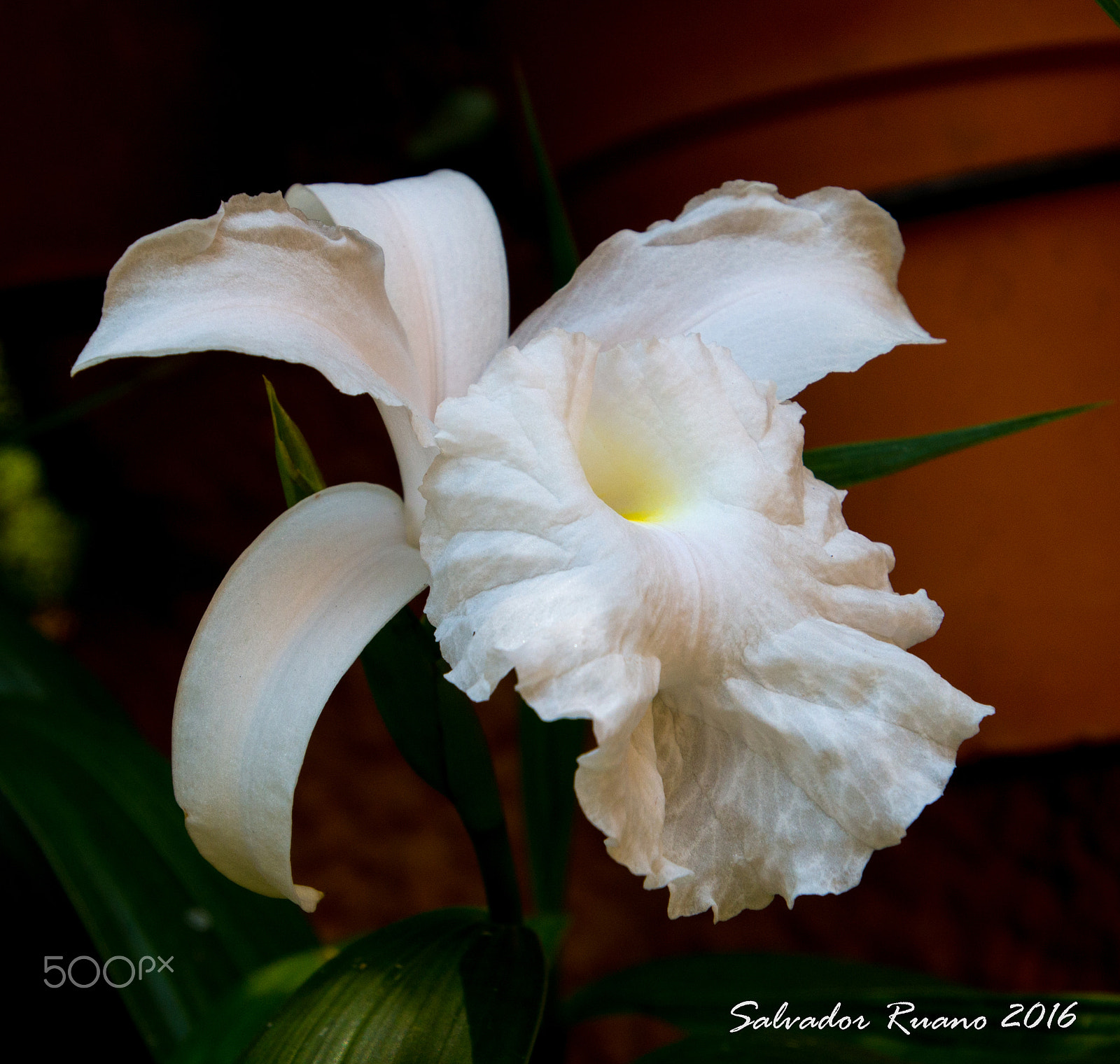 Nikon D800E sample photo. Sobralia blanca photography