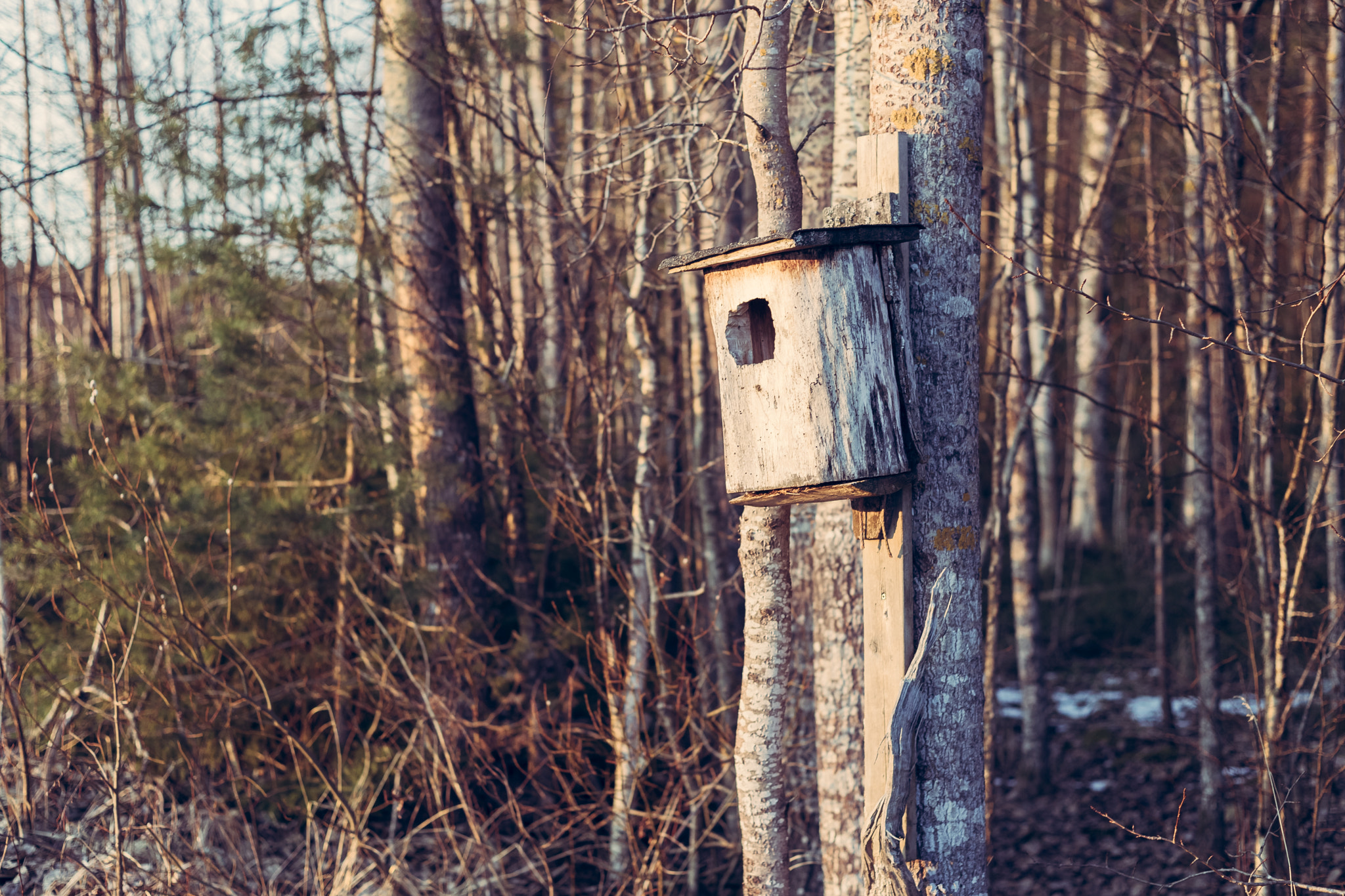 Sony a7 + E 50mm F2 sample photo. Owl house photography